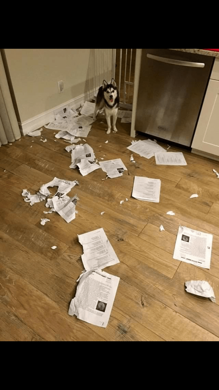 When your dog eats your students homework. Credit goes to u/Fries219