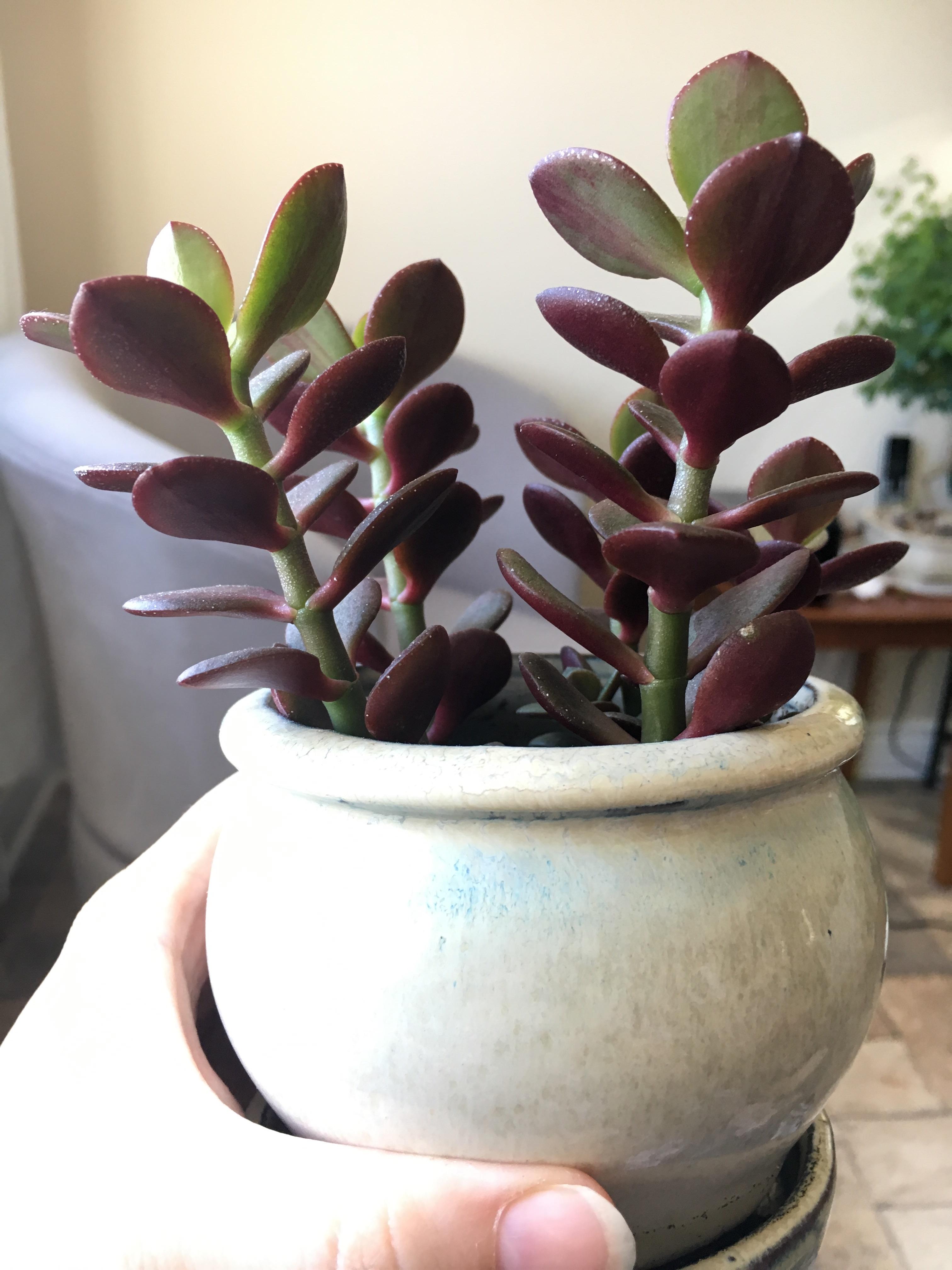 Why are my jades turning red? They were props from a green plant. r