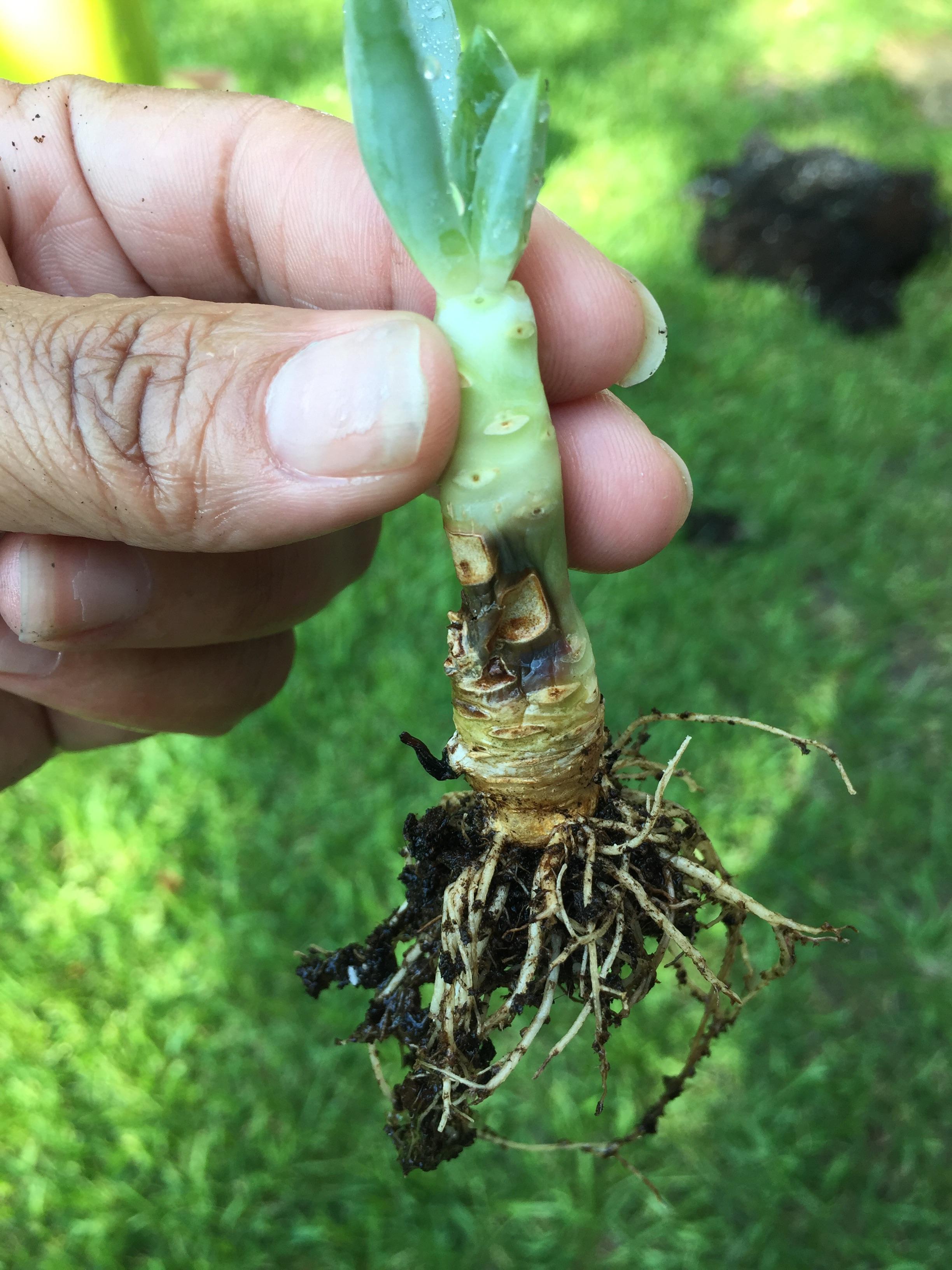 Is this root rot? Can it be recovered? Can I sever the