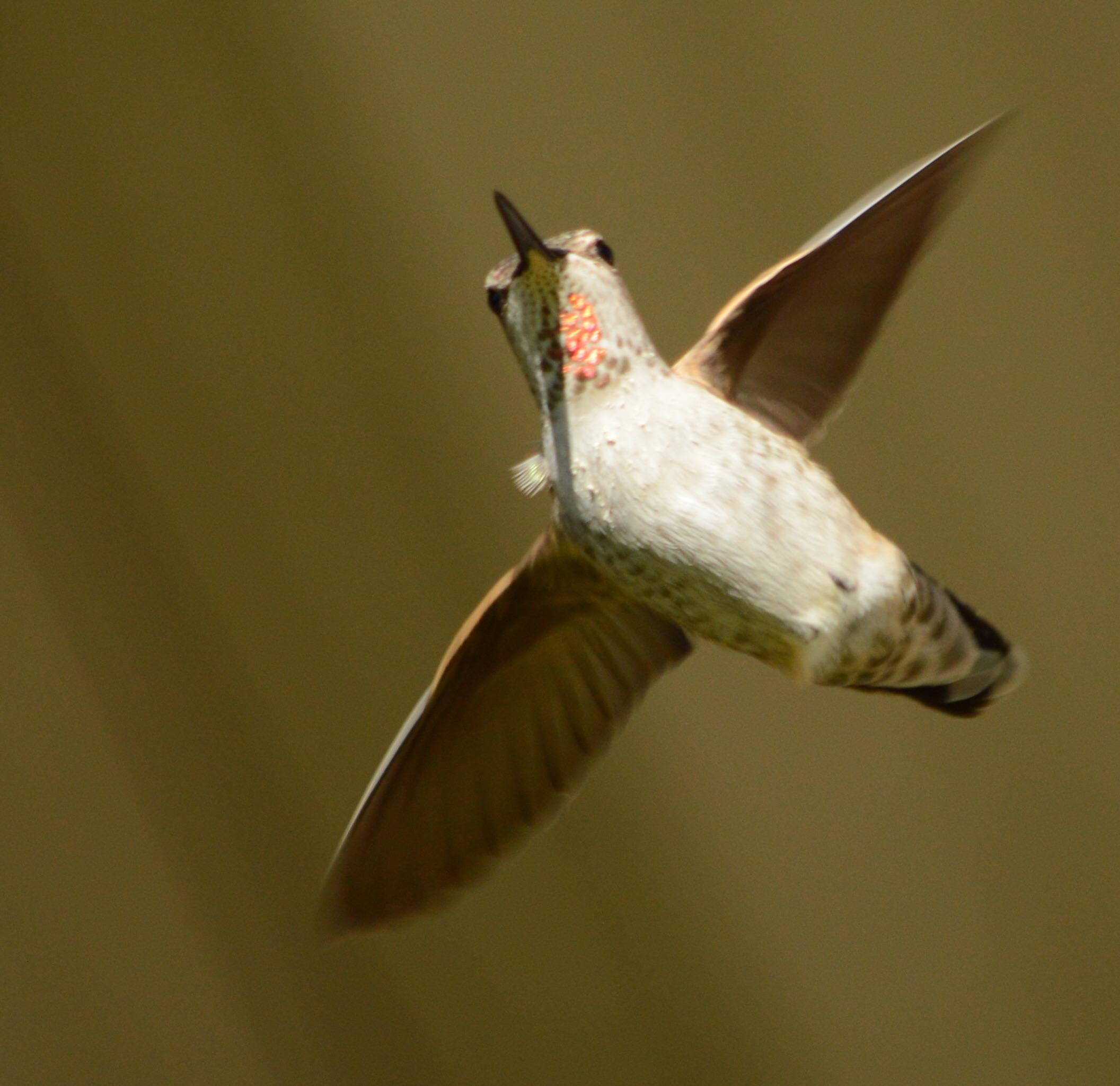 Anna’s Hummingbird r/hummingbirds