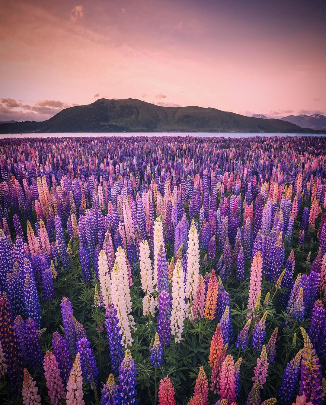 Lupines in bloom, Lake Tekapo, New Zealand r/pics