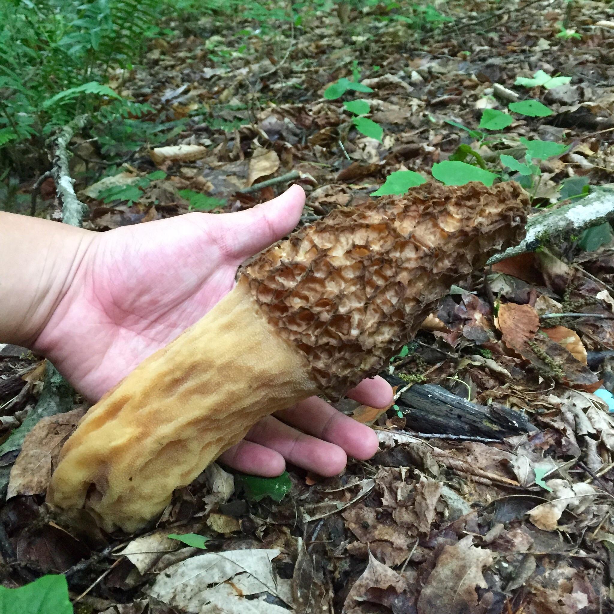 Found my PB morel today! r/foraging