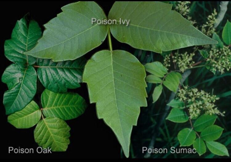 Poison Ivy vs. Oak vs. Sumac r/camping