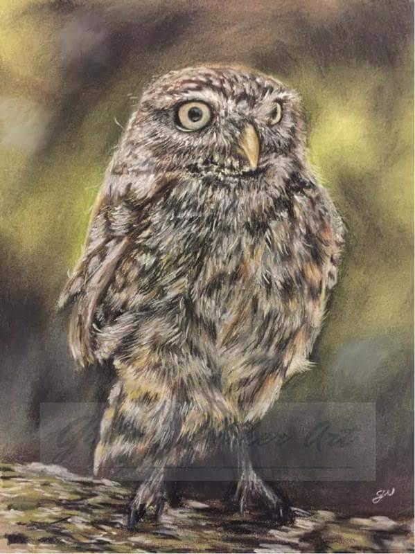 Little Owl, Pastel, 12" x 10" r/Art