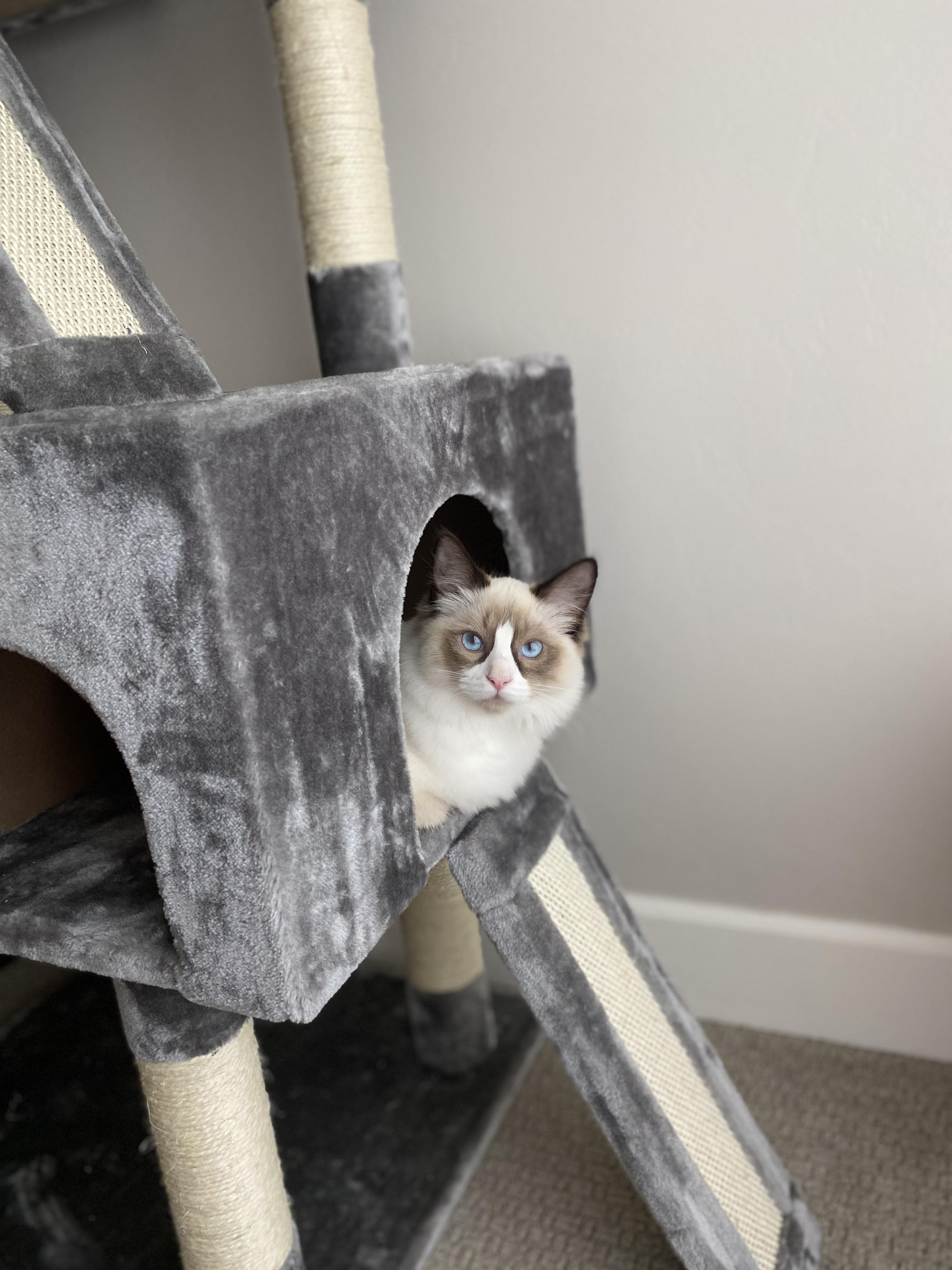 Albus enjoying his new cat tower r/ragdolls