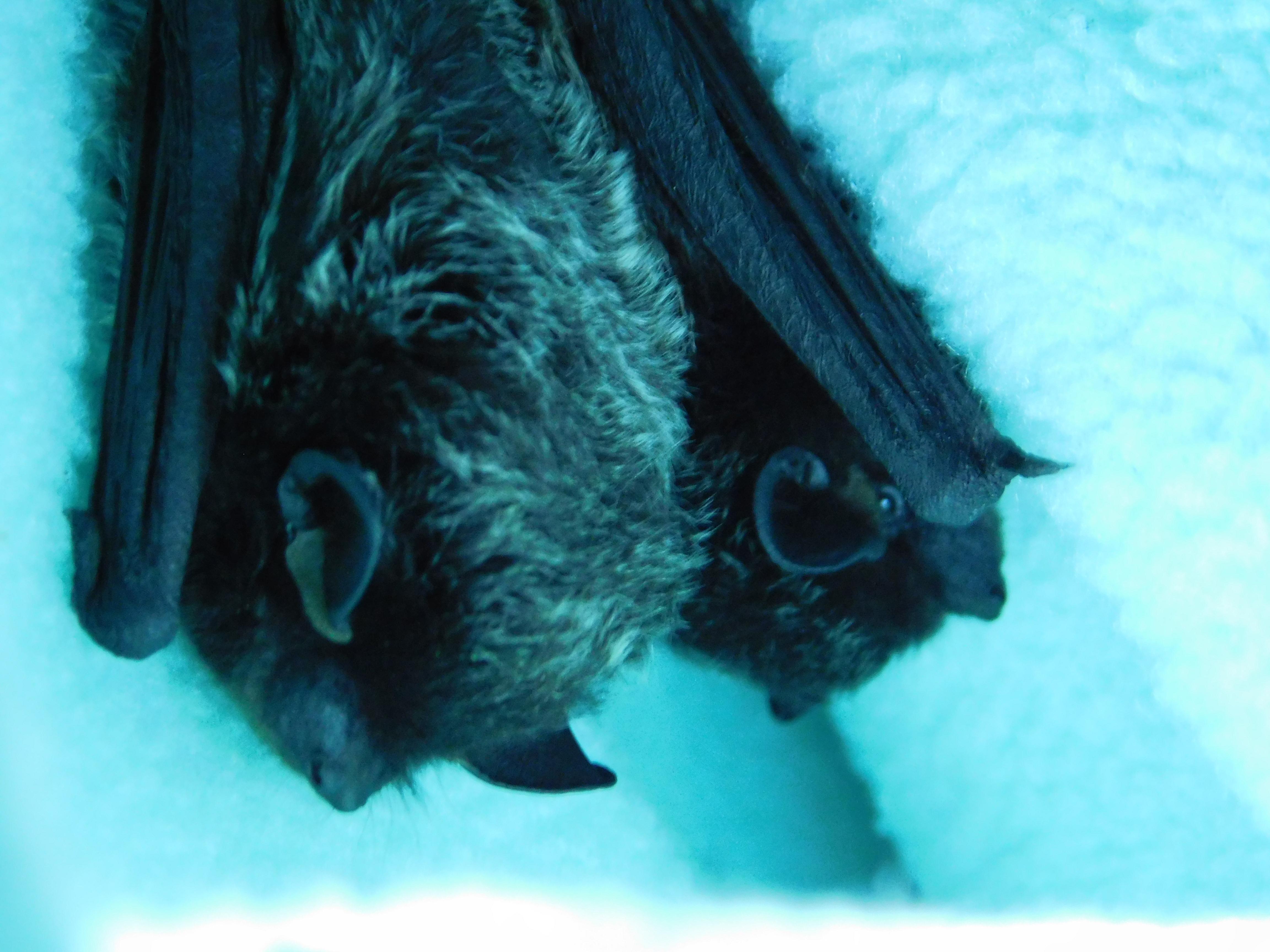 I was worried my two silverhaired bats would fight if I put them