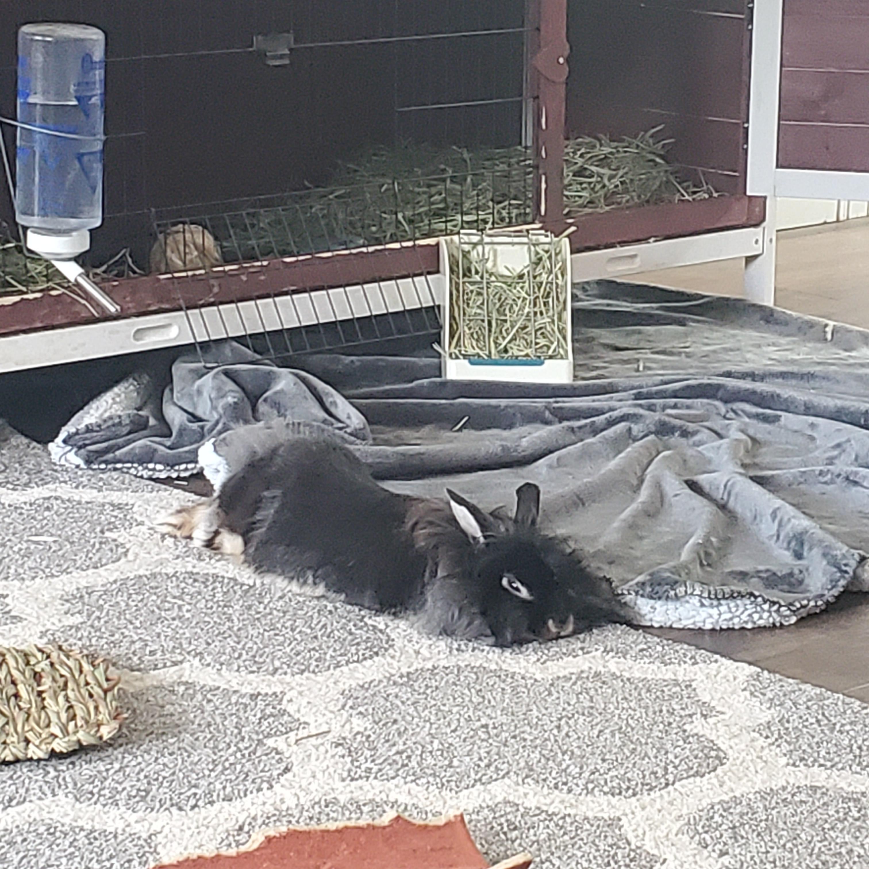 Went to the vet today, emmy is not fixed about 3 years old. They found