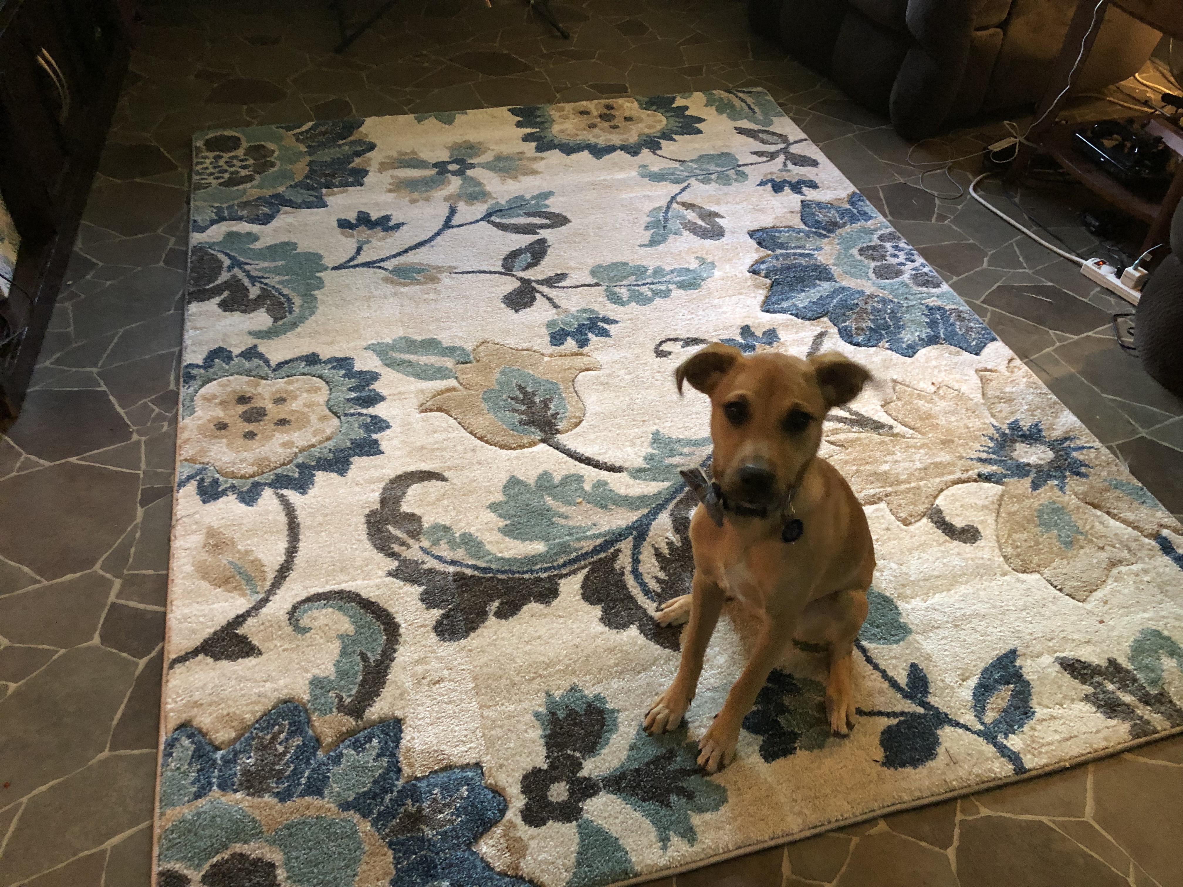 I am in LOVE with my new Aldi’s rug. 49.00 is a great price r/aldi