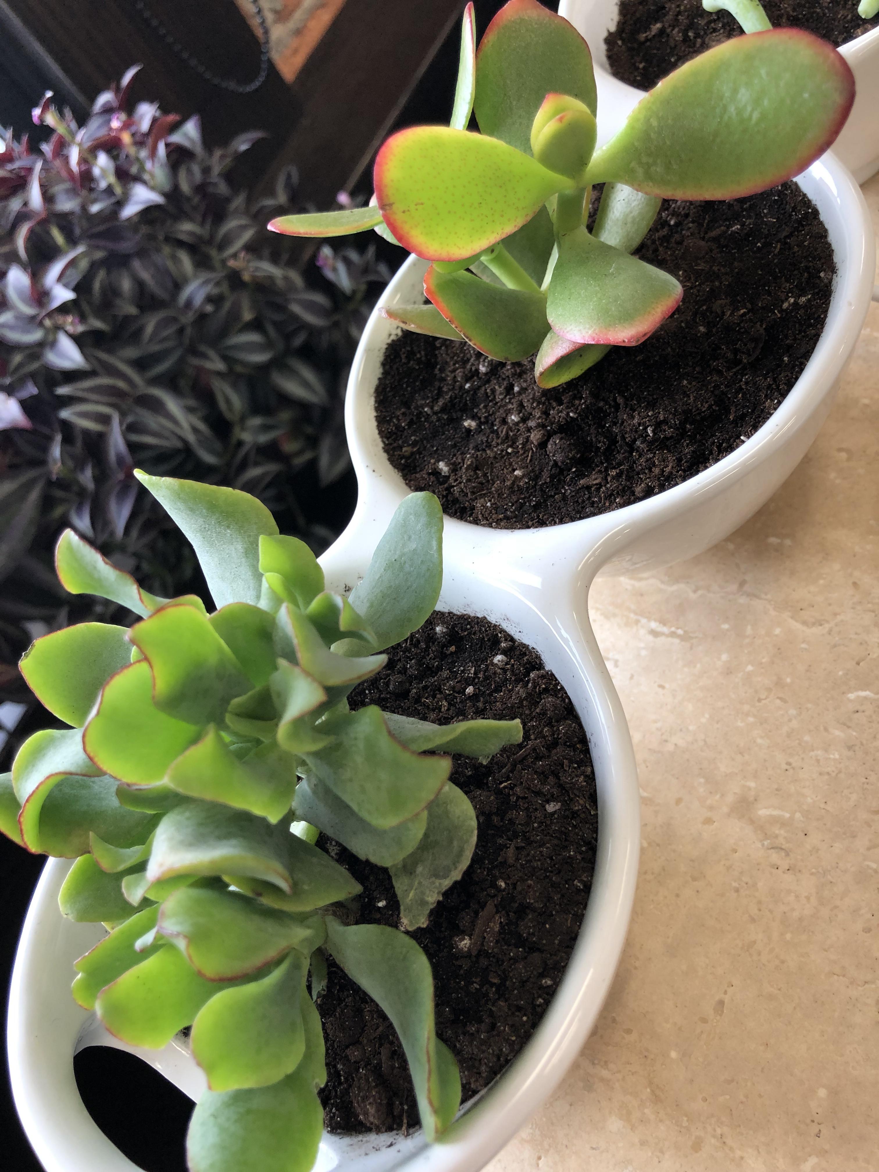 A couple of Jade plants in trying to get started, a nice find at Lowes