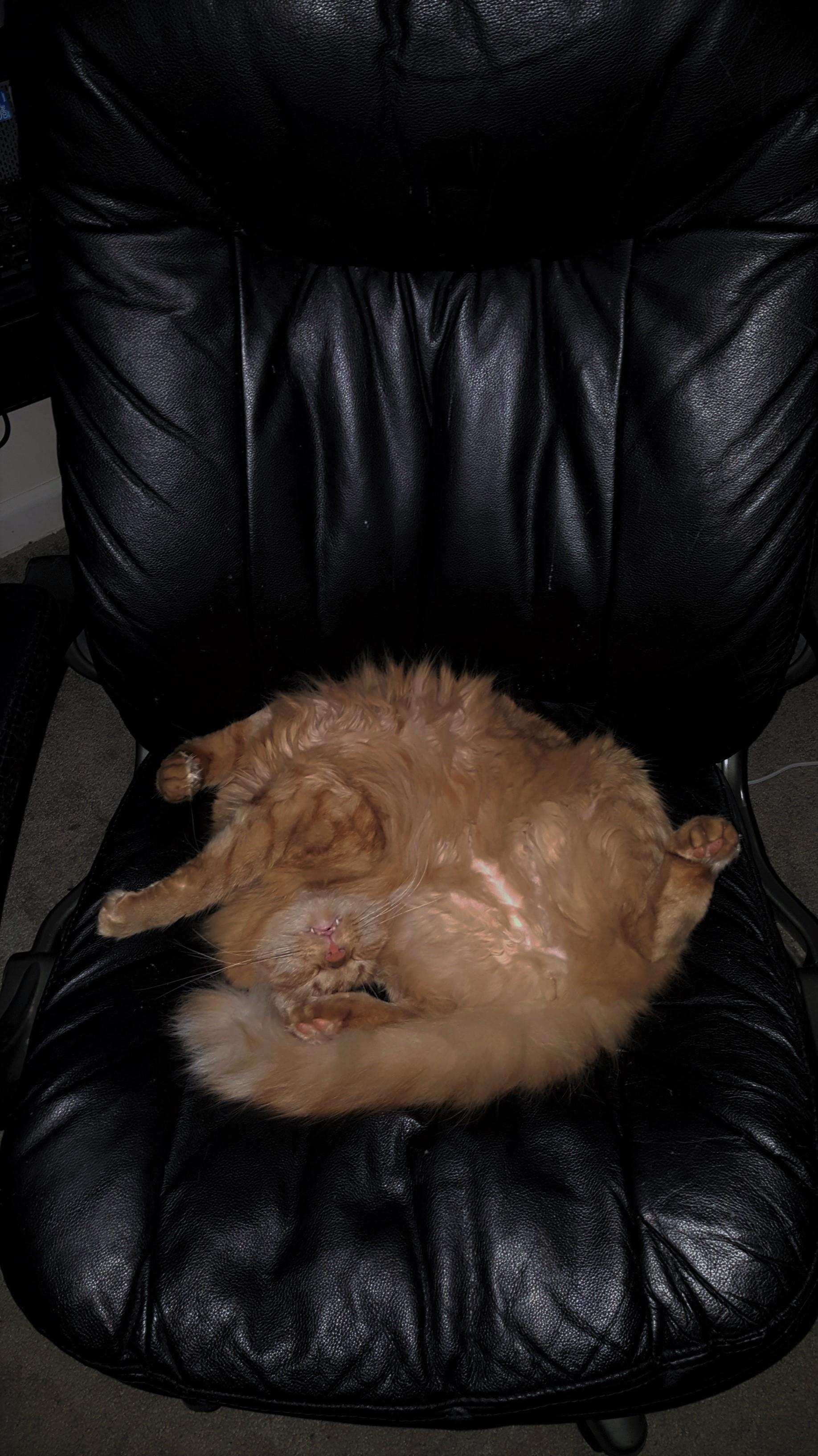 Was told to post here. This is how my cat sleeps r/catsareliquid