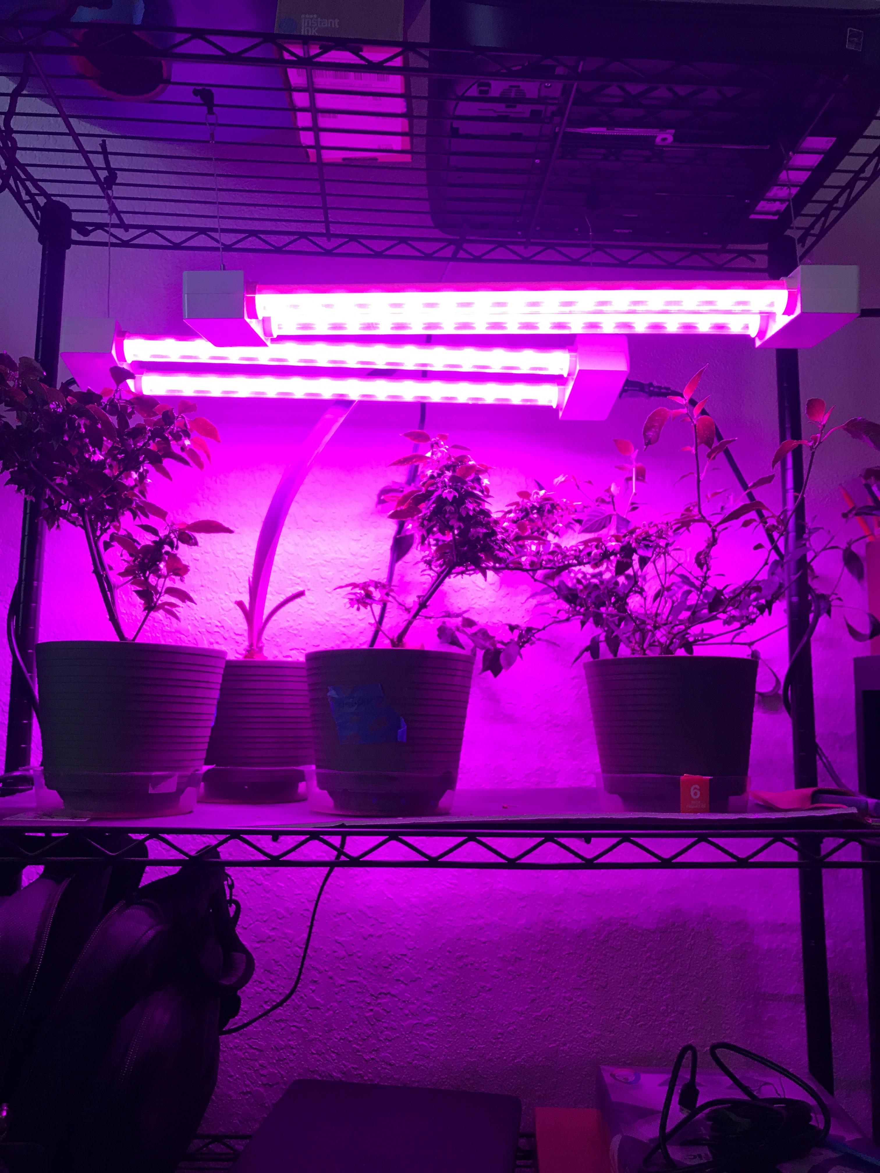 Indoor pepper garden