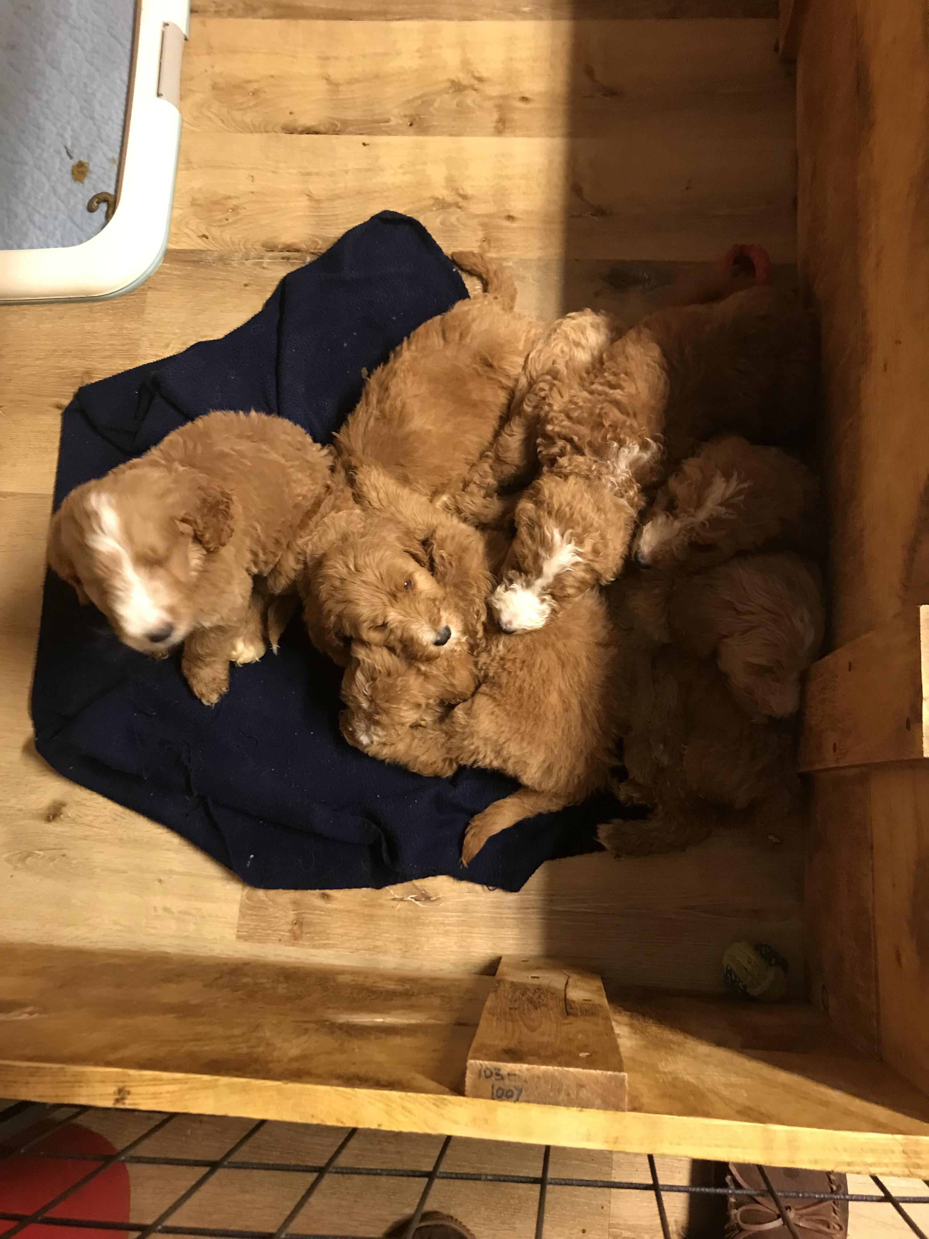 Litter of Goldendoodles r/doodledogs