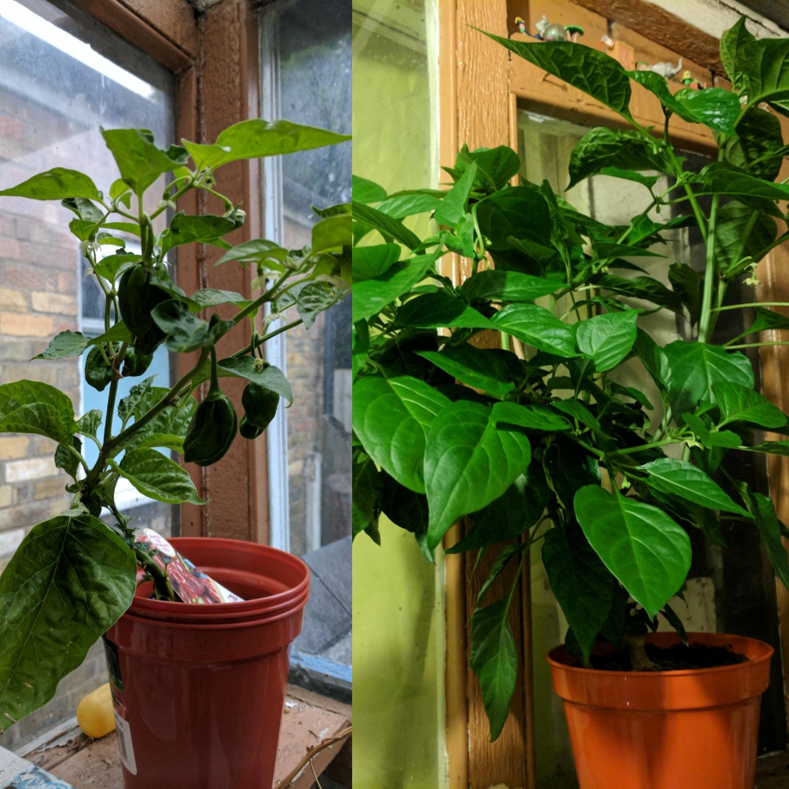 My chocolate habanero plant, 1 month and 2 days apart. r/HotPeppers