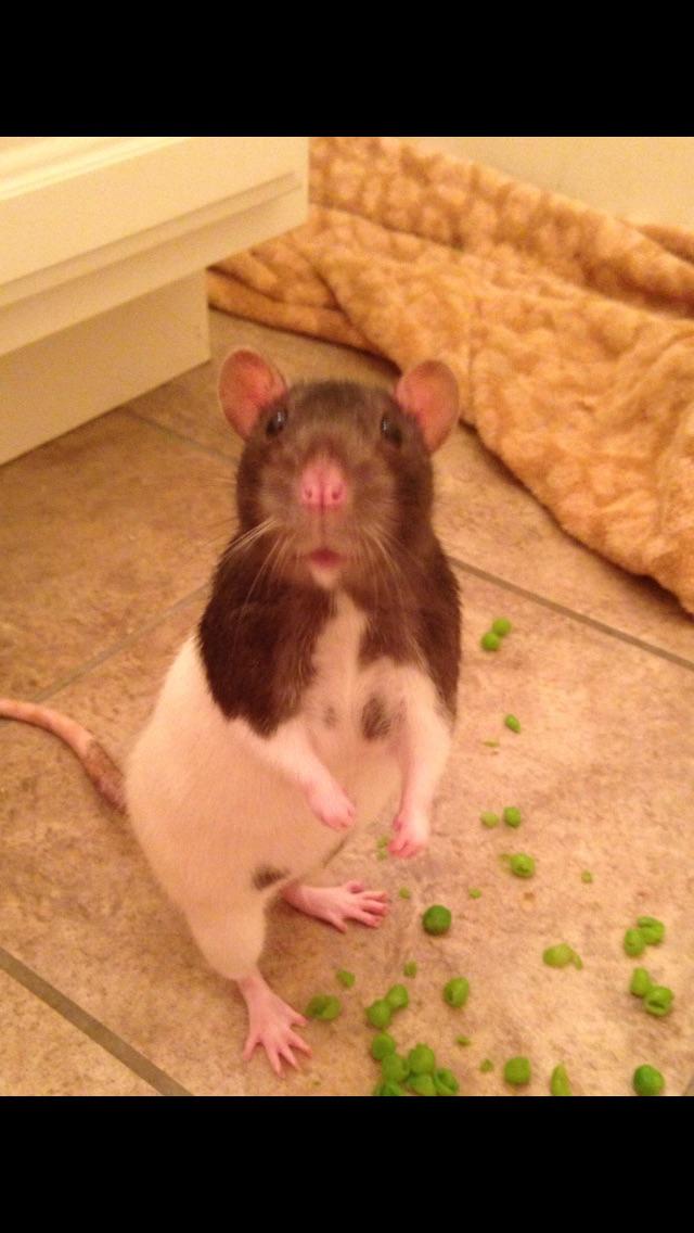 Enjoying some peas r/RATS