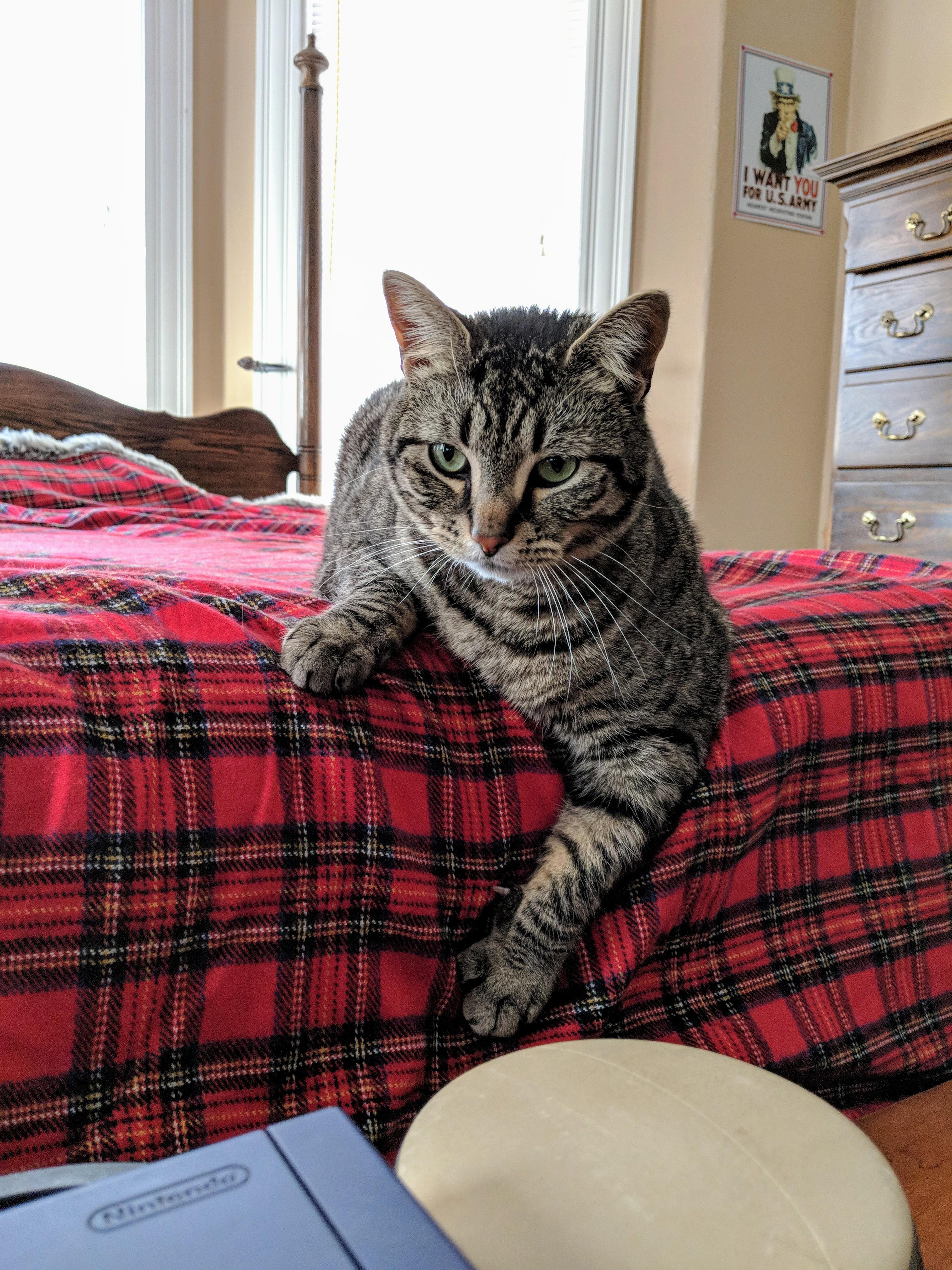 Reddit, I have a cat. His name is Zeppelin cats