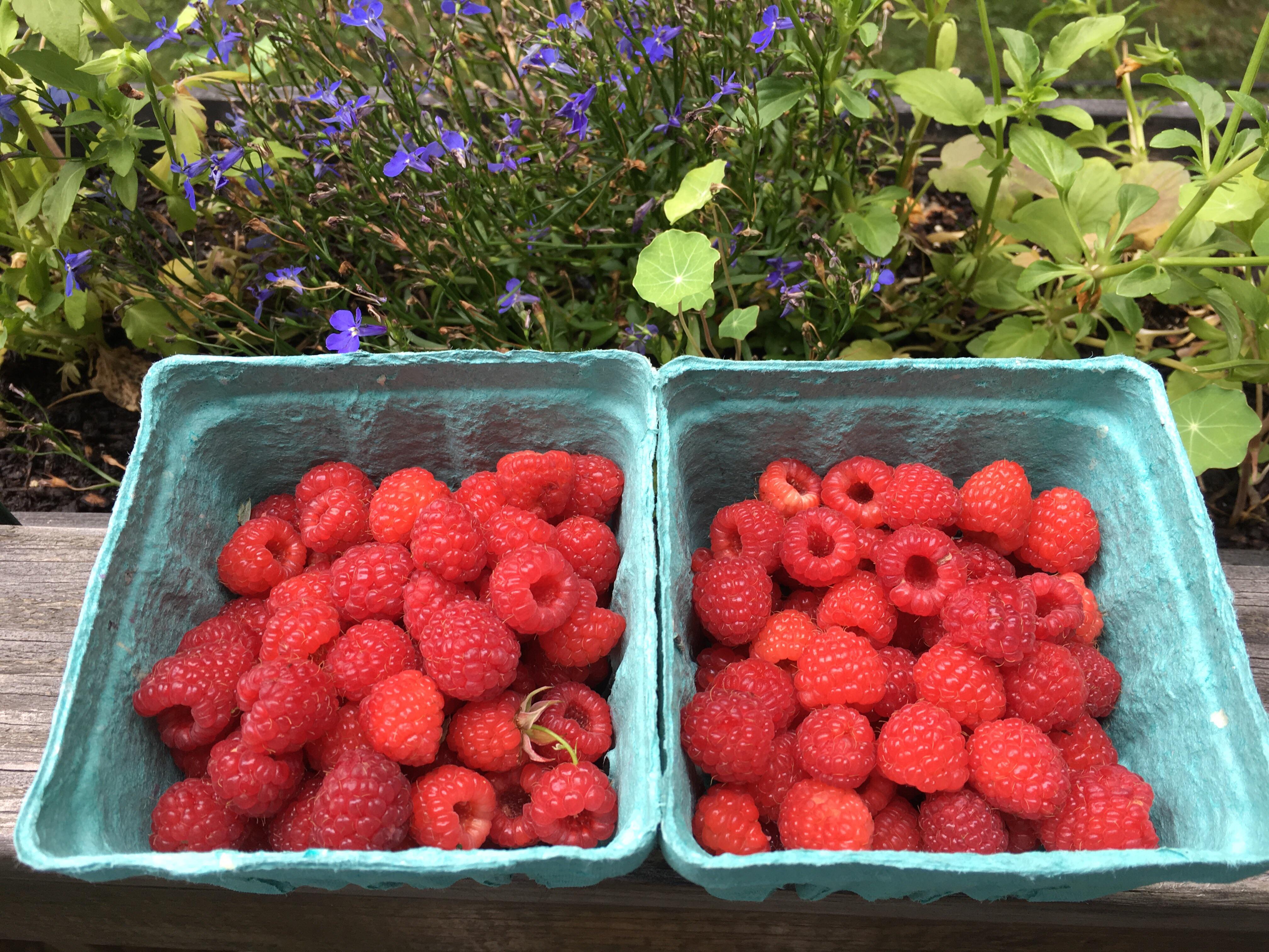 Raspberries looking good this year r/Berries