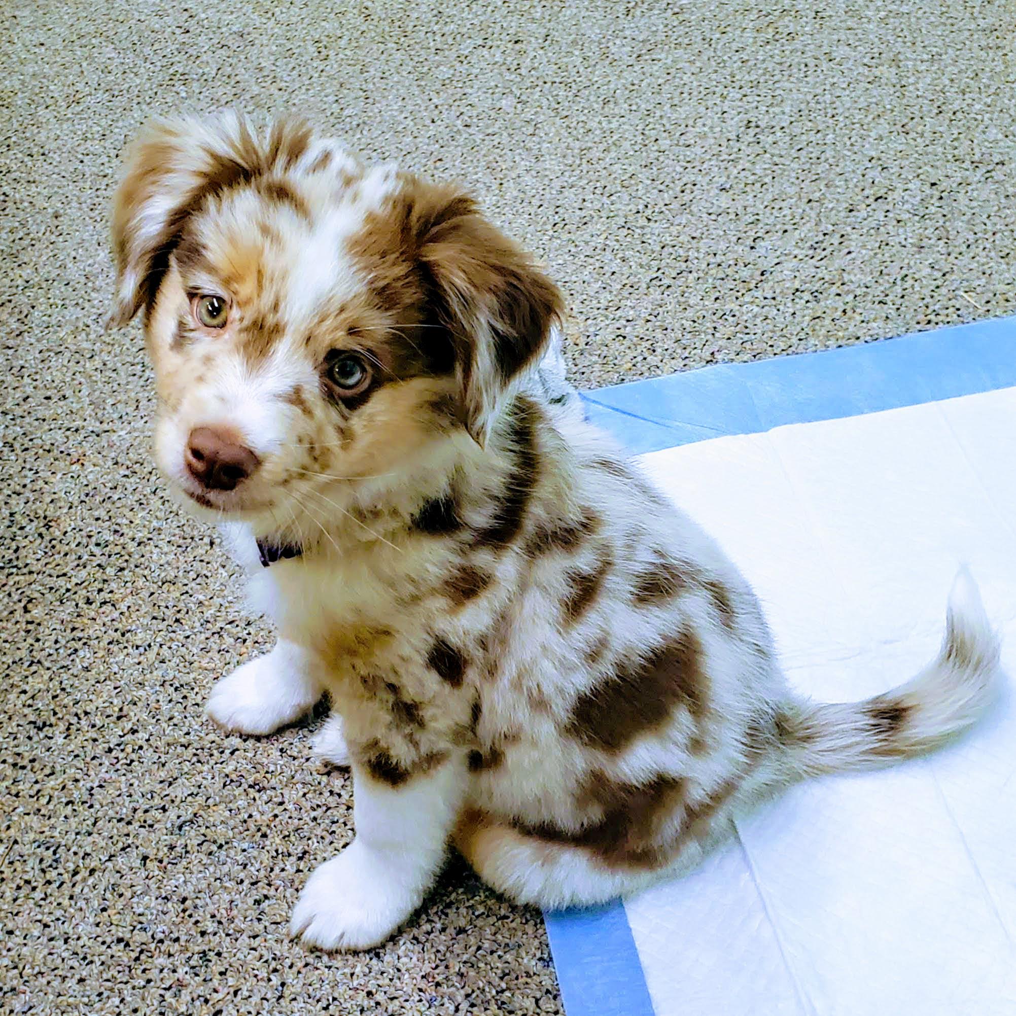 Pomeranian Mini Aussie Mix