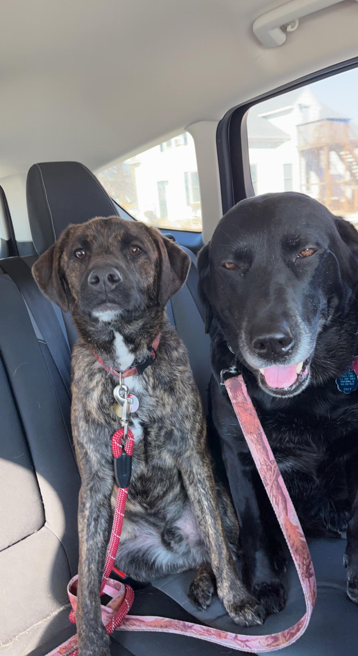 My dogs have two very different attitudes r/aww