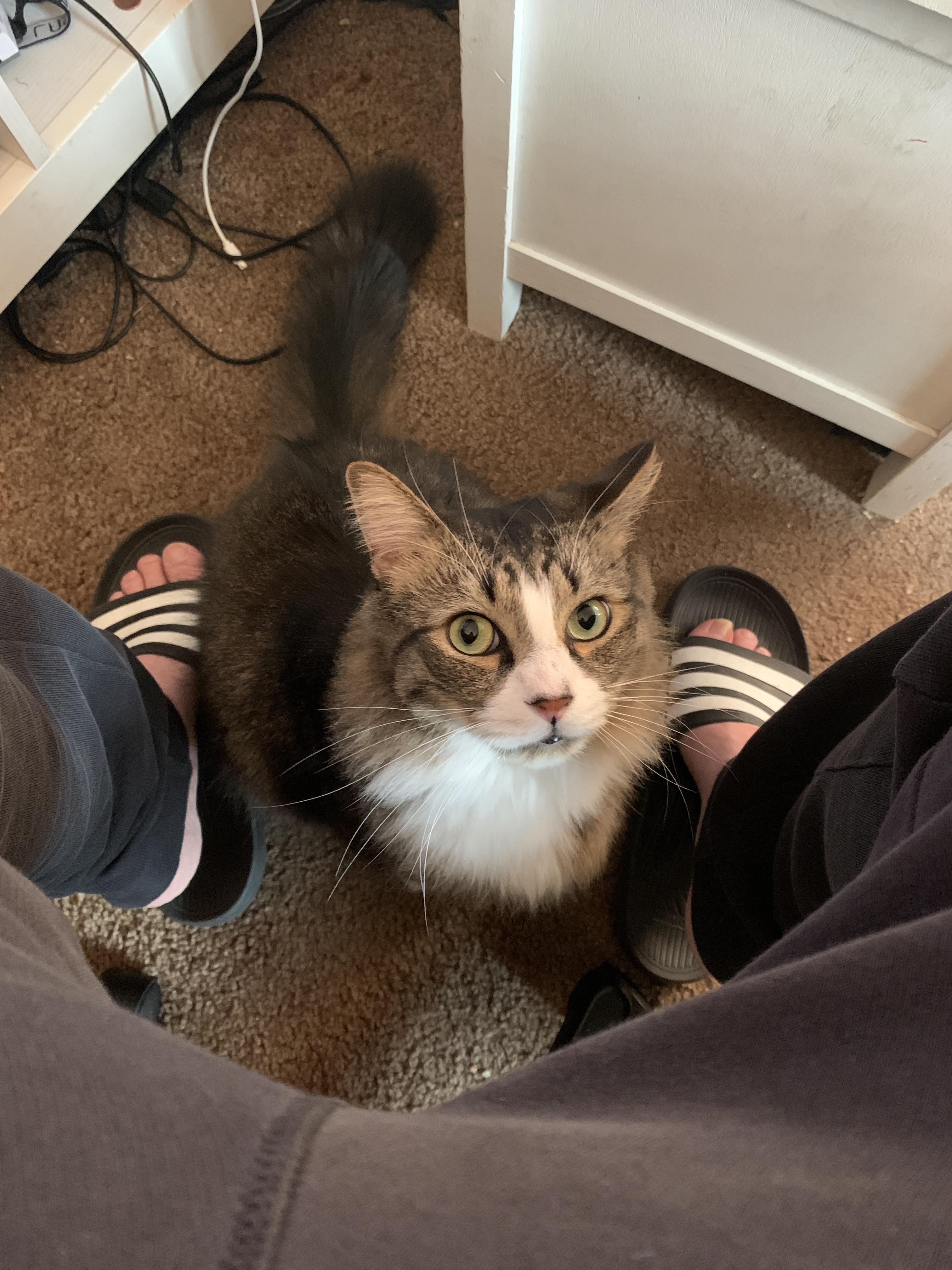 TFW you want to chase nerf darts r/cats