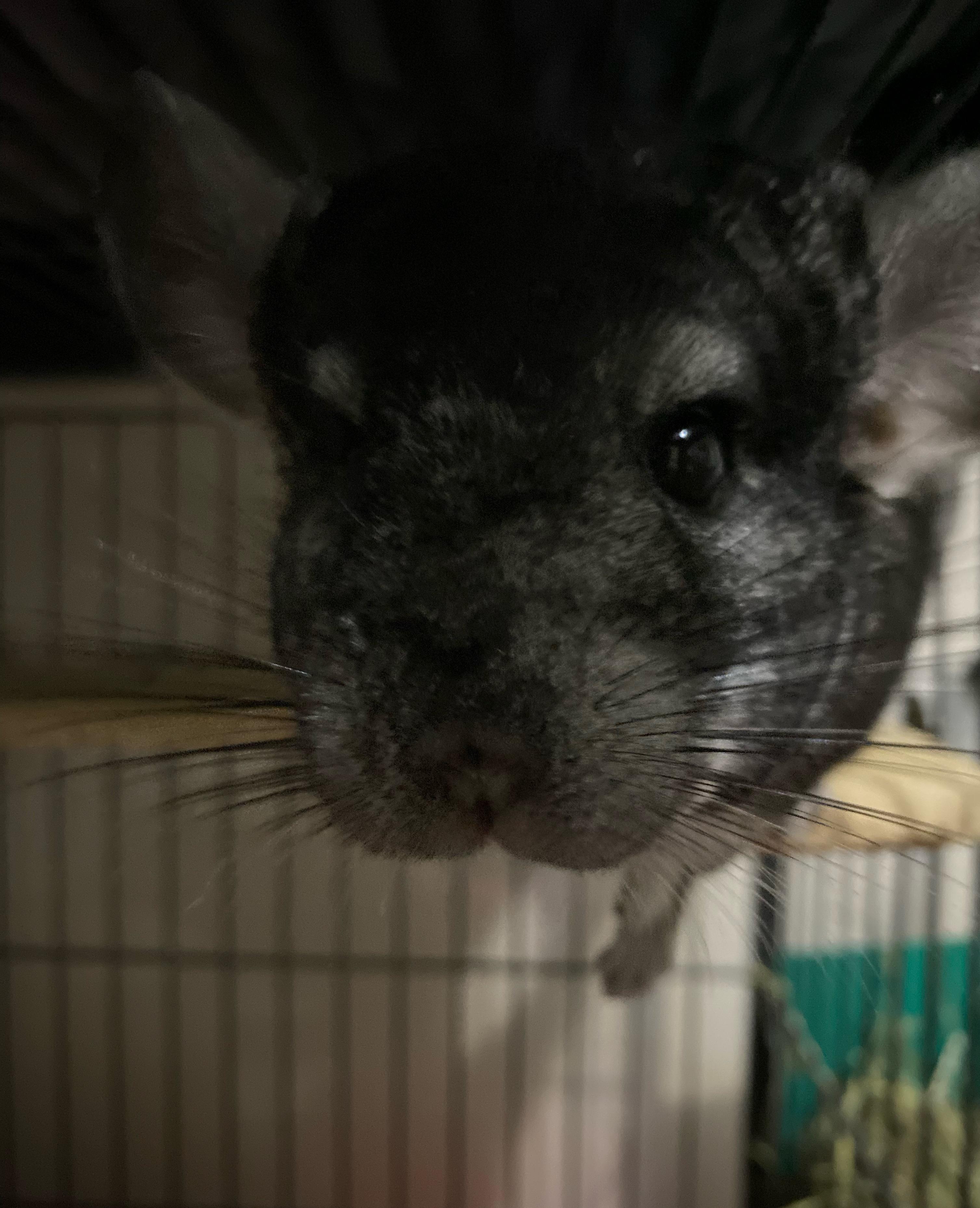 Anyone else’s chinchilla’s like music?Keiko for some reason
