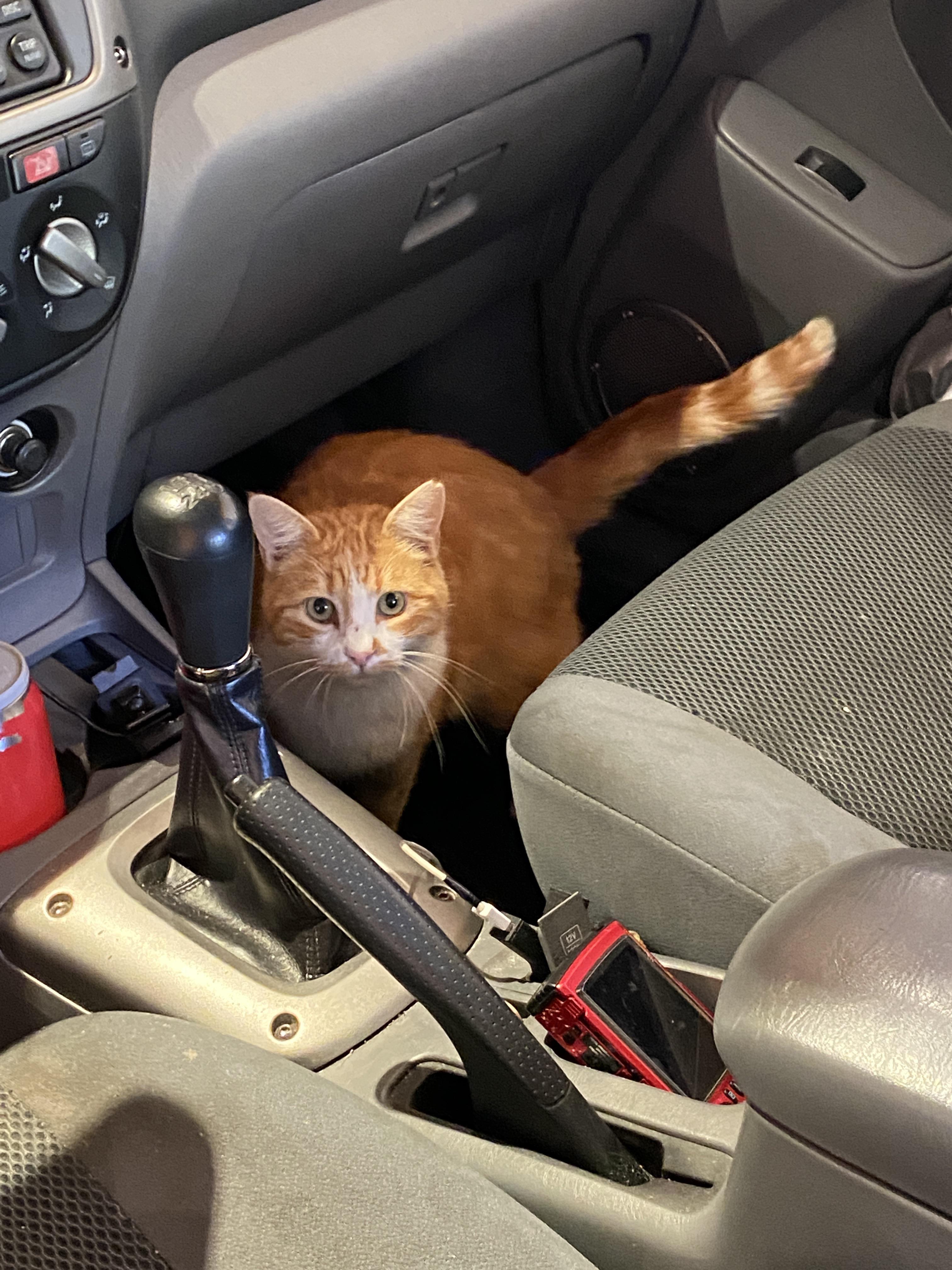 My car parked in my garage, not my cat. r/notmycat