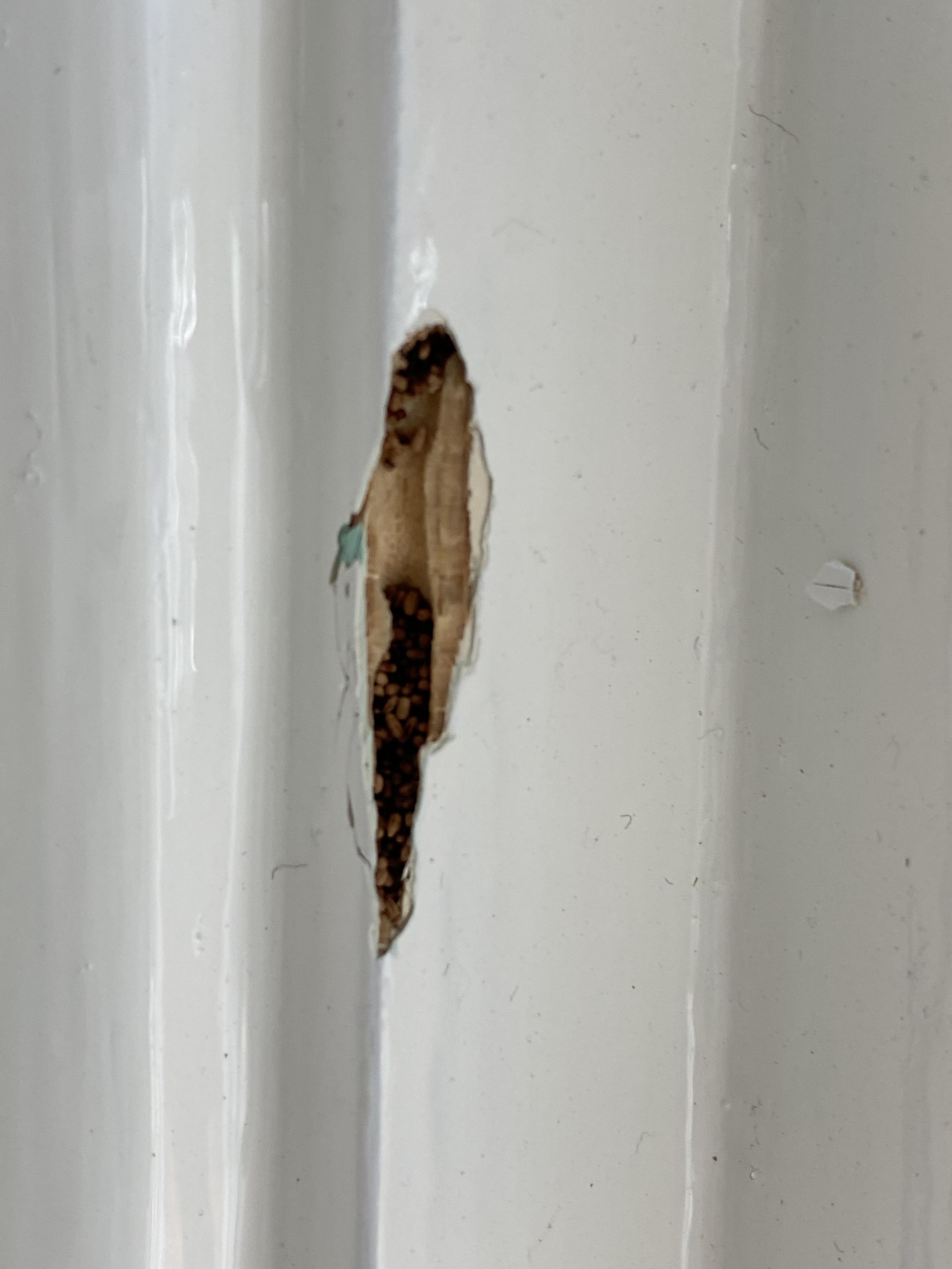 Baby termites?? This is under a microscope on a piece of paper. Found 4