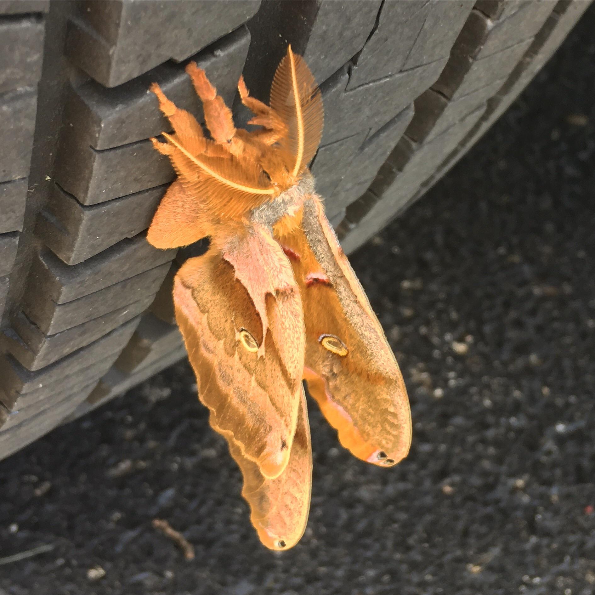 A large moth escaping the heat & tempting Darwin at the same time. r