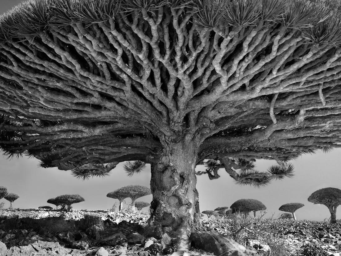 the oldest tree in the world r/interestingasfuck