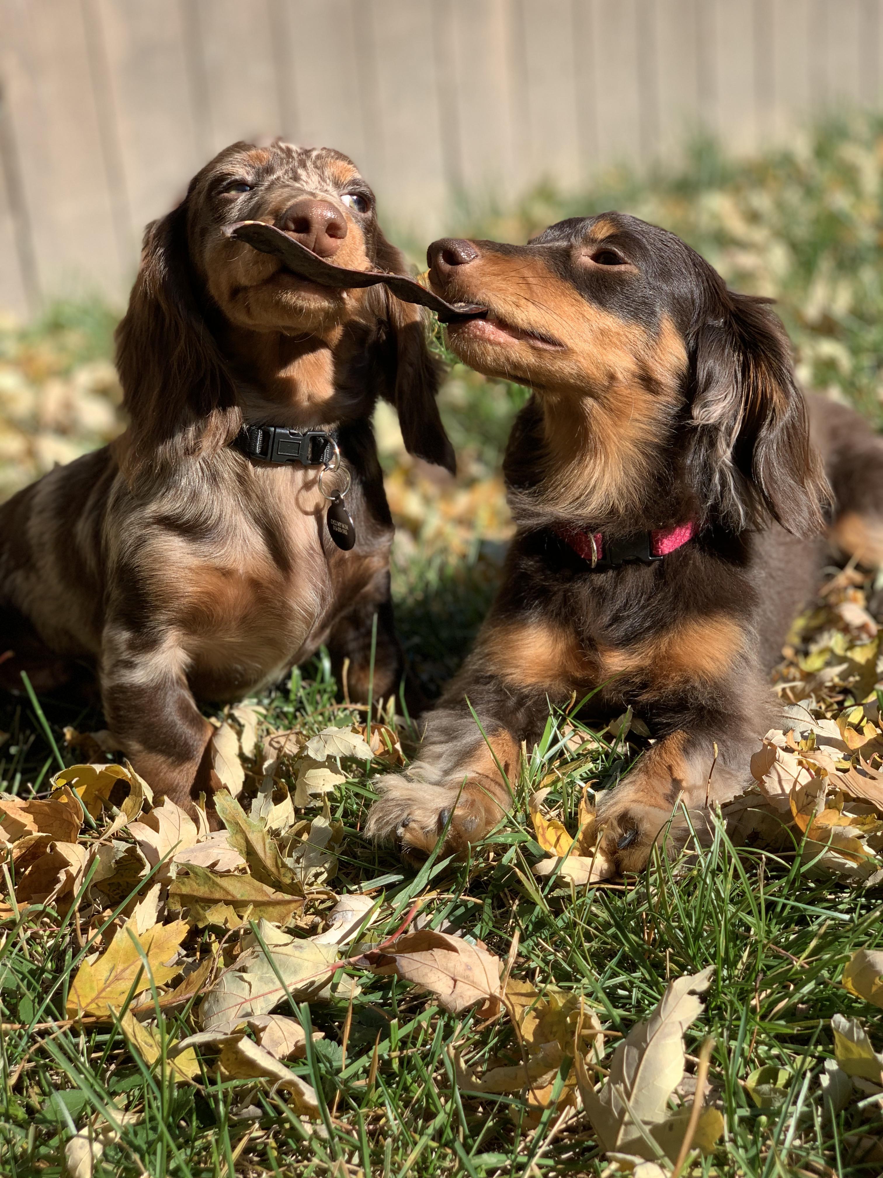 Chocolate Dapple Dachshund, Dapple Dachshund Not Just A Pretty Coat