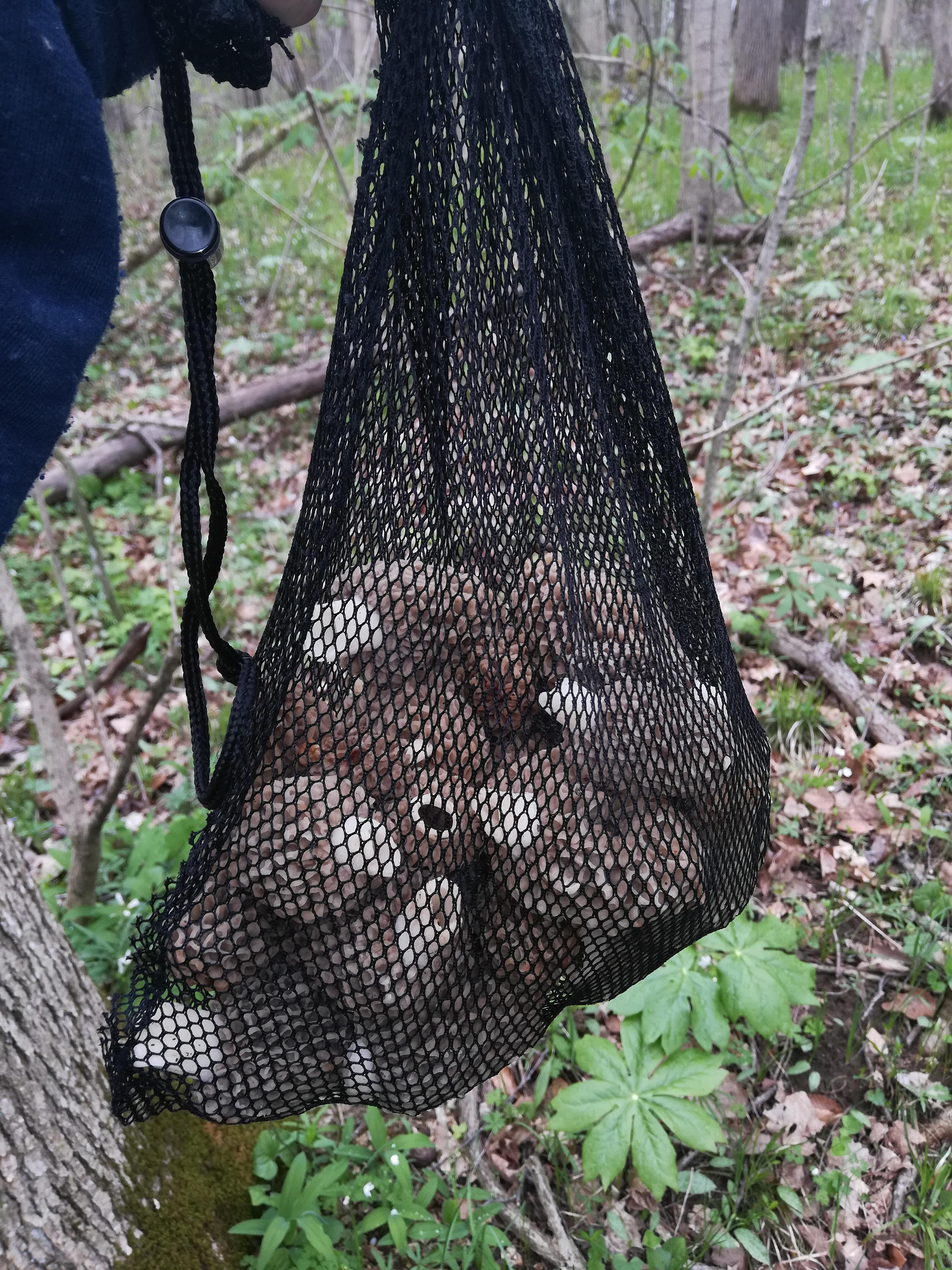 Peru indiana first bag of the season r/Morel_Hunting