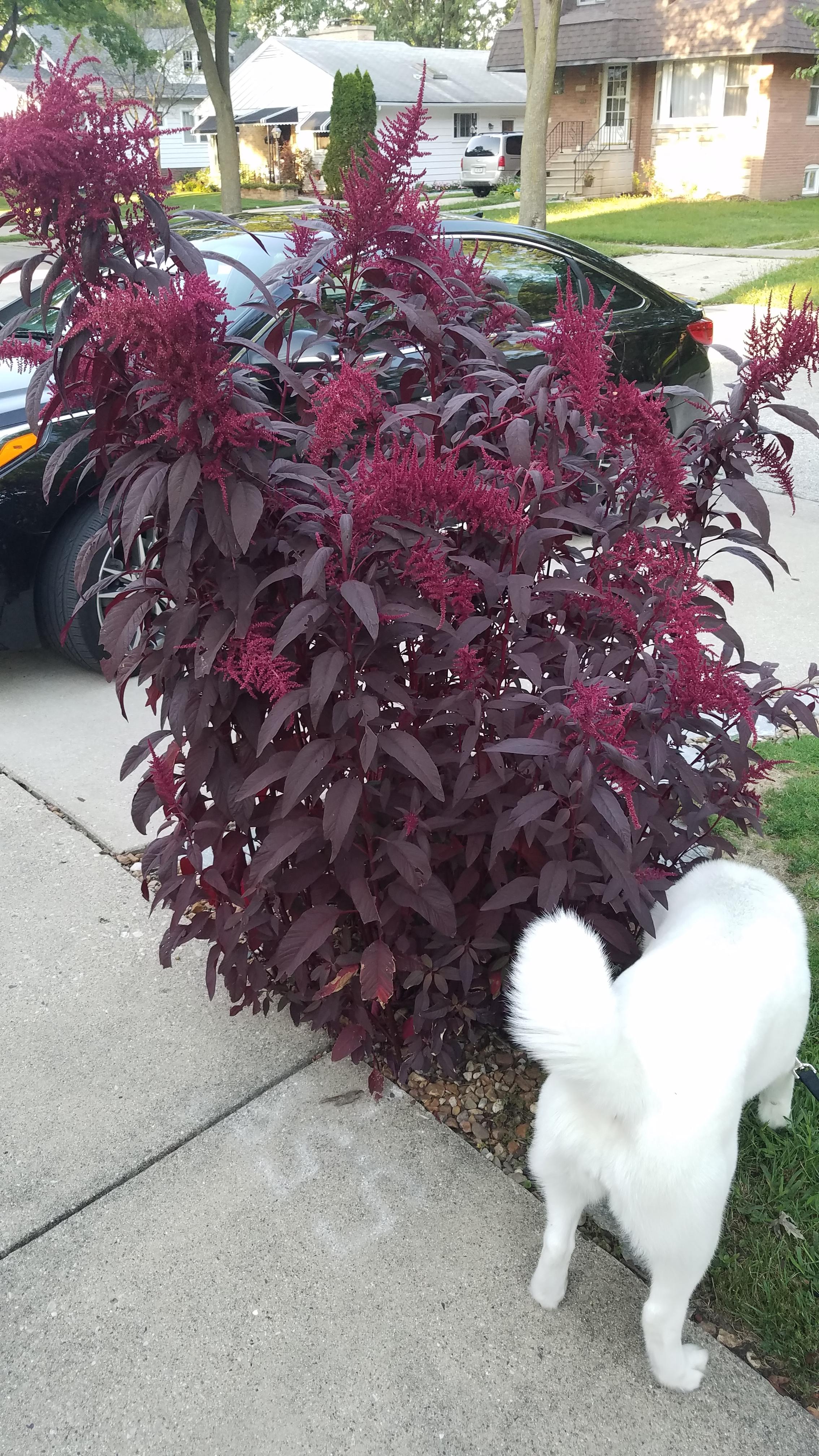 Pretty plant in zone 5b, what is it? r/whatsthisplant