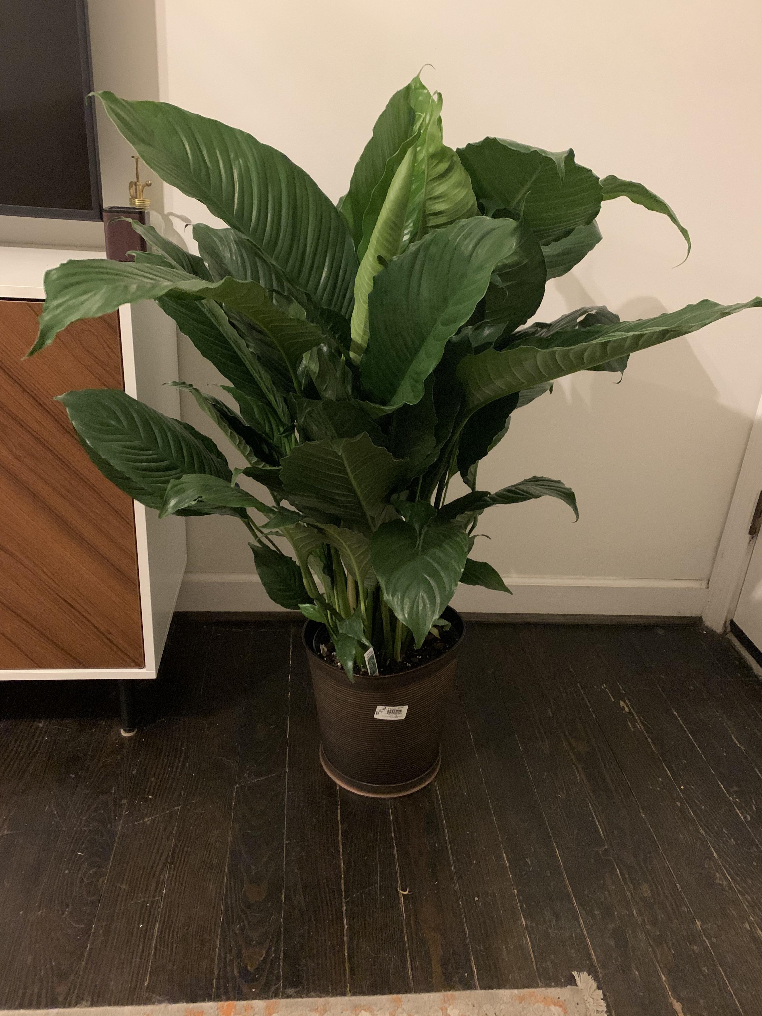 Saw this absolute unit of a plant at Kroger for 9.99 and couldn’t pass