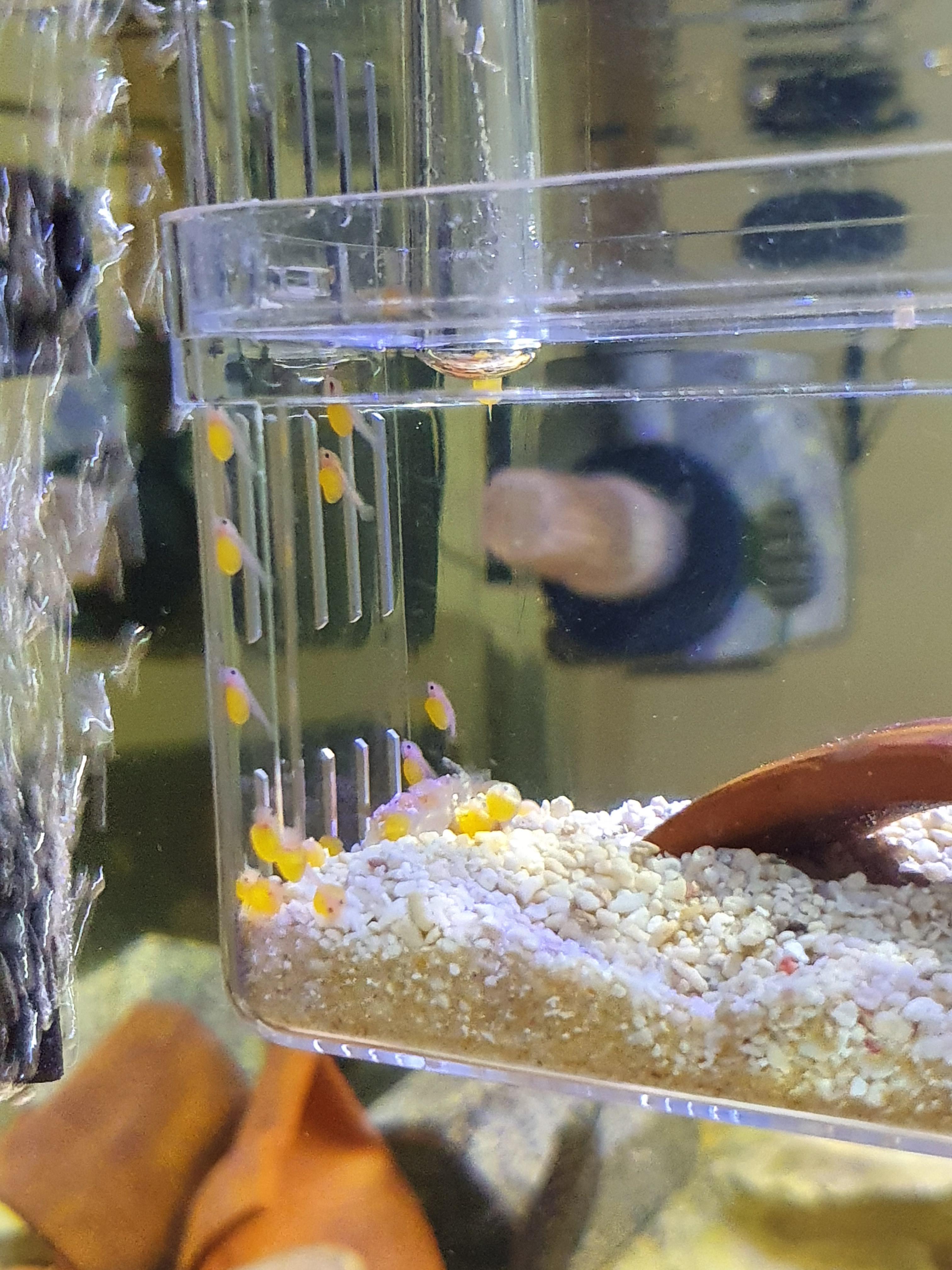 Peppermint Bristlenose Pleco Fry Just Hatched! r/Aquariums