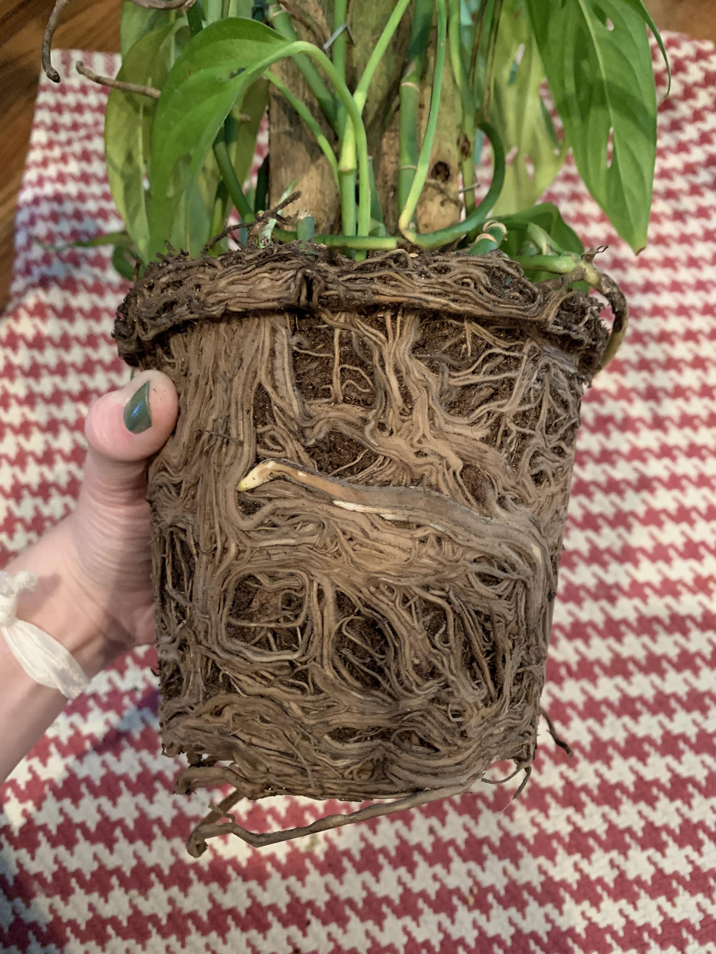 Adansonii repotting — from plastic nursery pot to what size??? r/Monstera