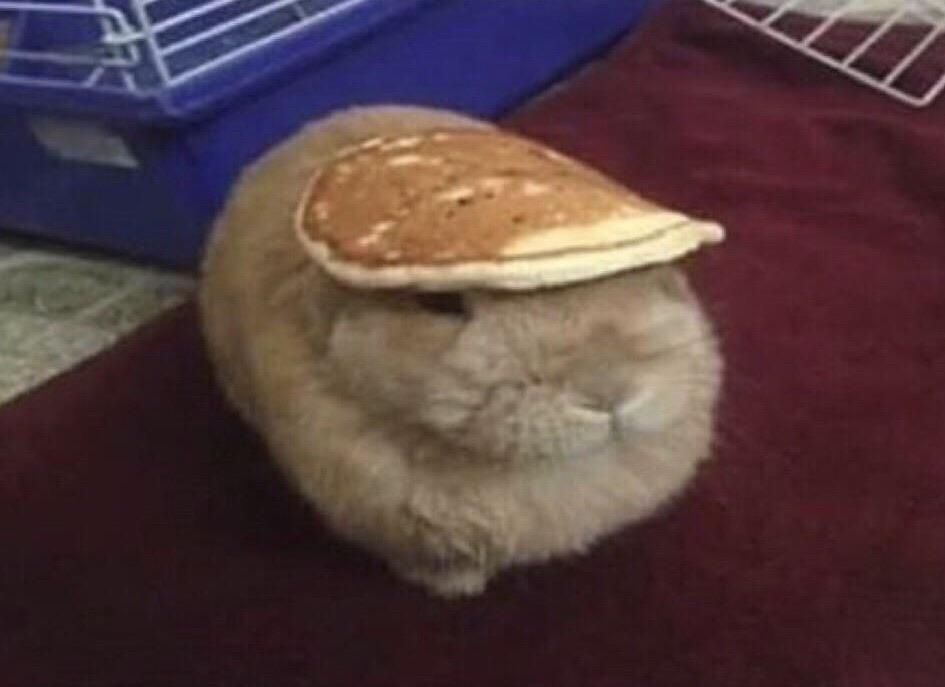 pancake boy r/StuffOnCats