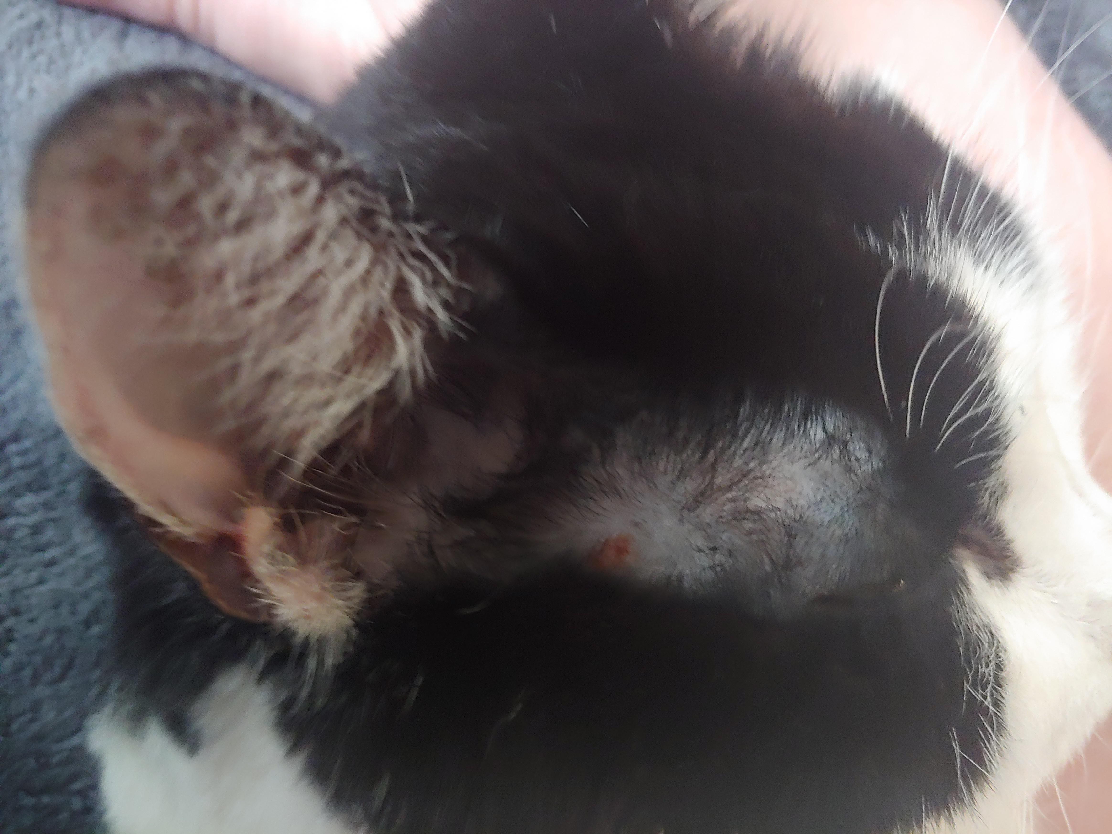 My cat keeps scratching at this, and it looks like some kind of pimple