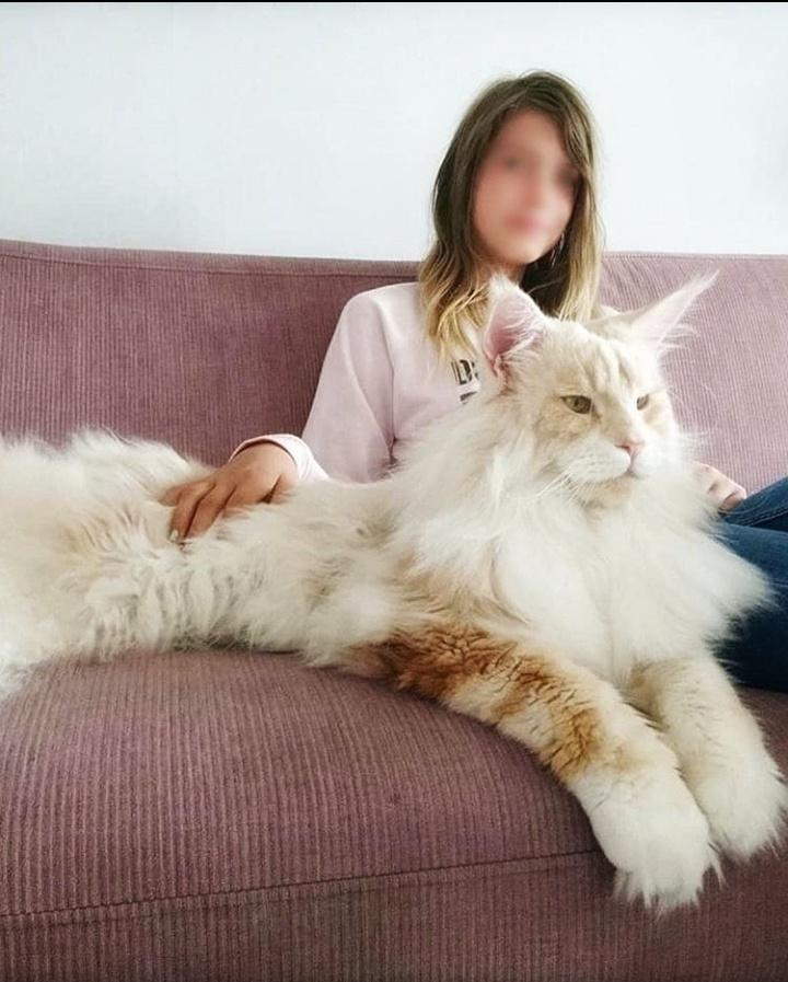 Big and furry likes to be pet r/GirlsWithHugePussies