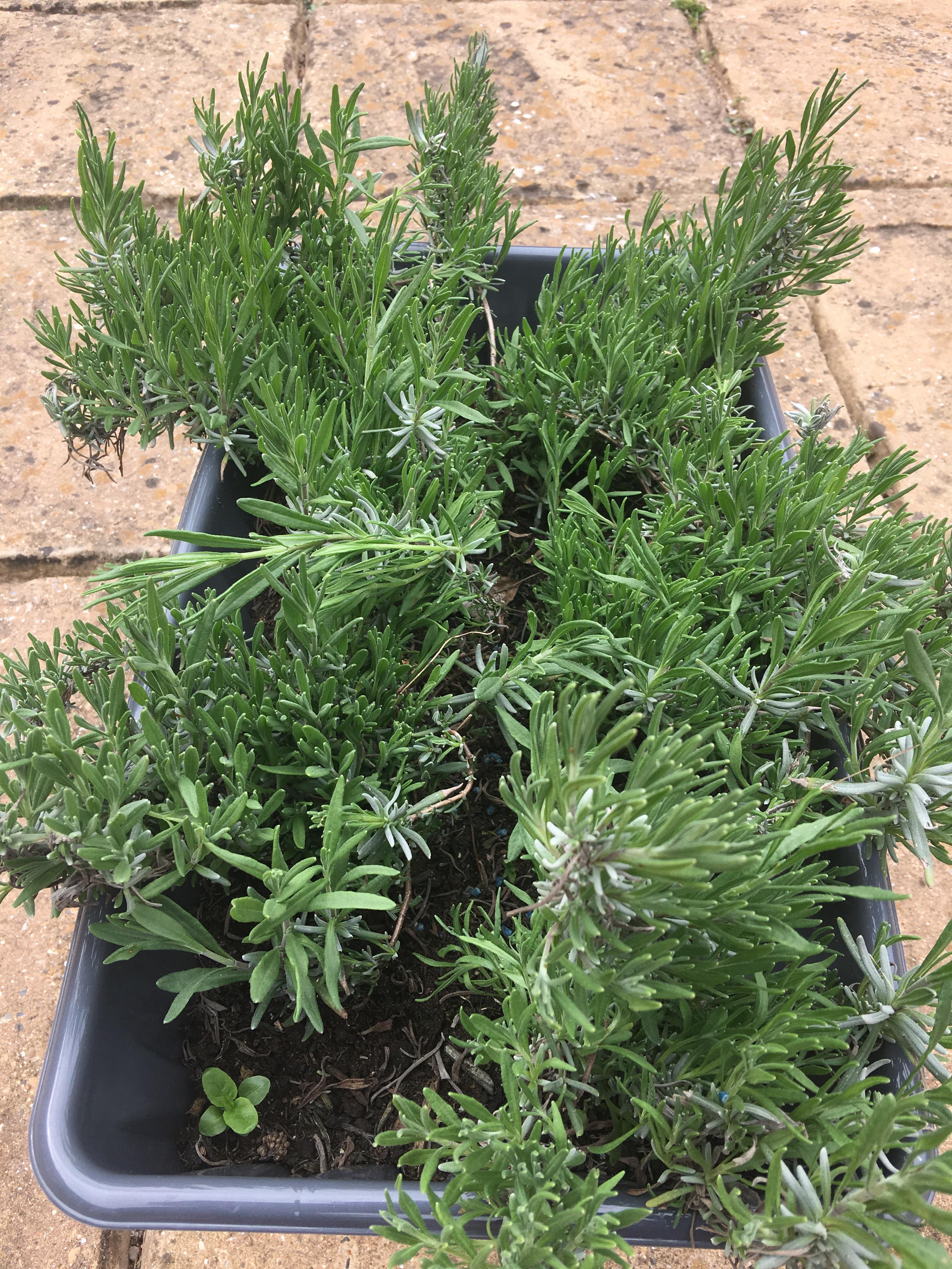 Advice needed. 5 Lavender plants closely planted. How can I split them
