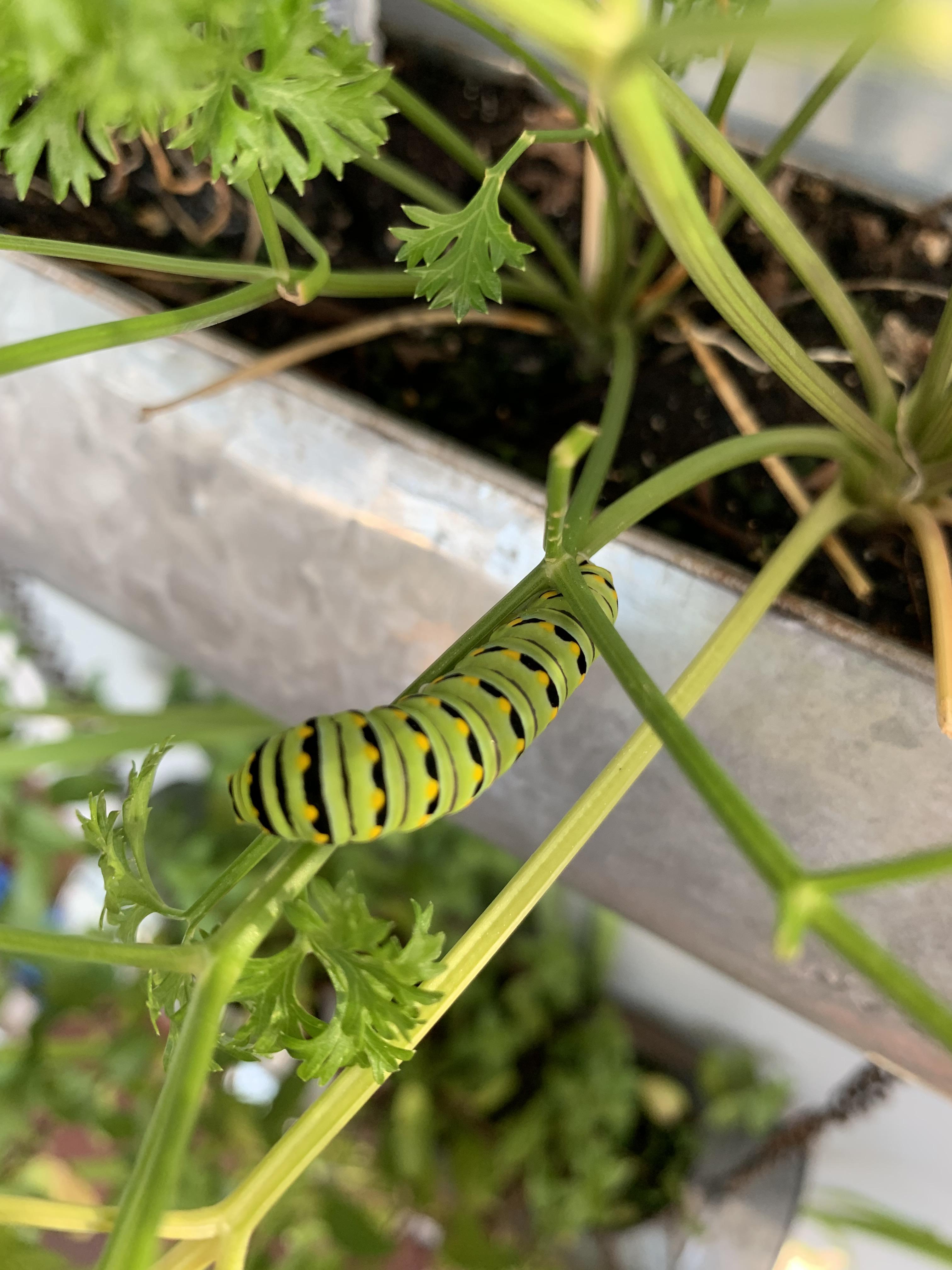 These caterpillars appeared on the parsley growing on our front porch