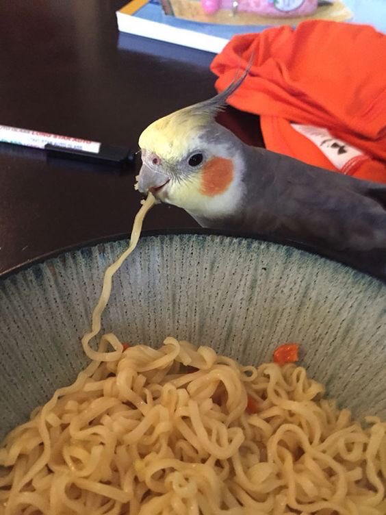 birdo eats a ramen r/rarepuppers