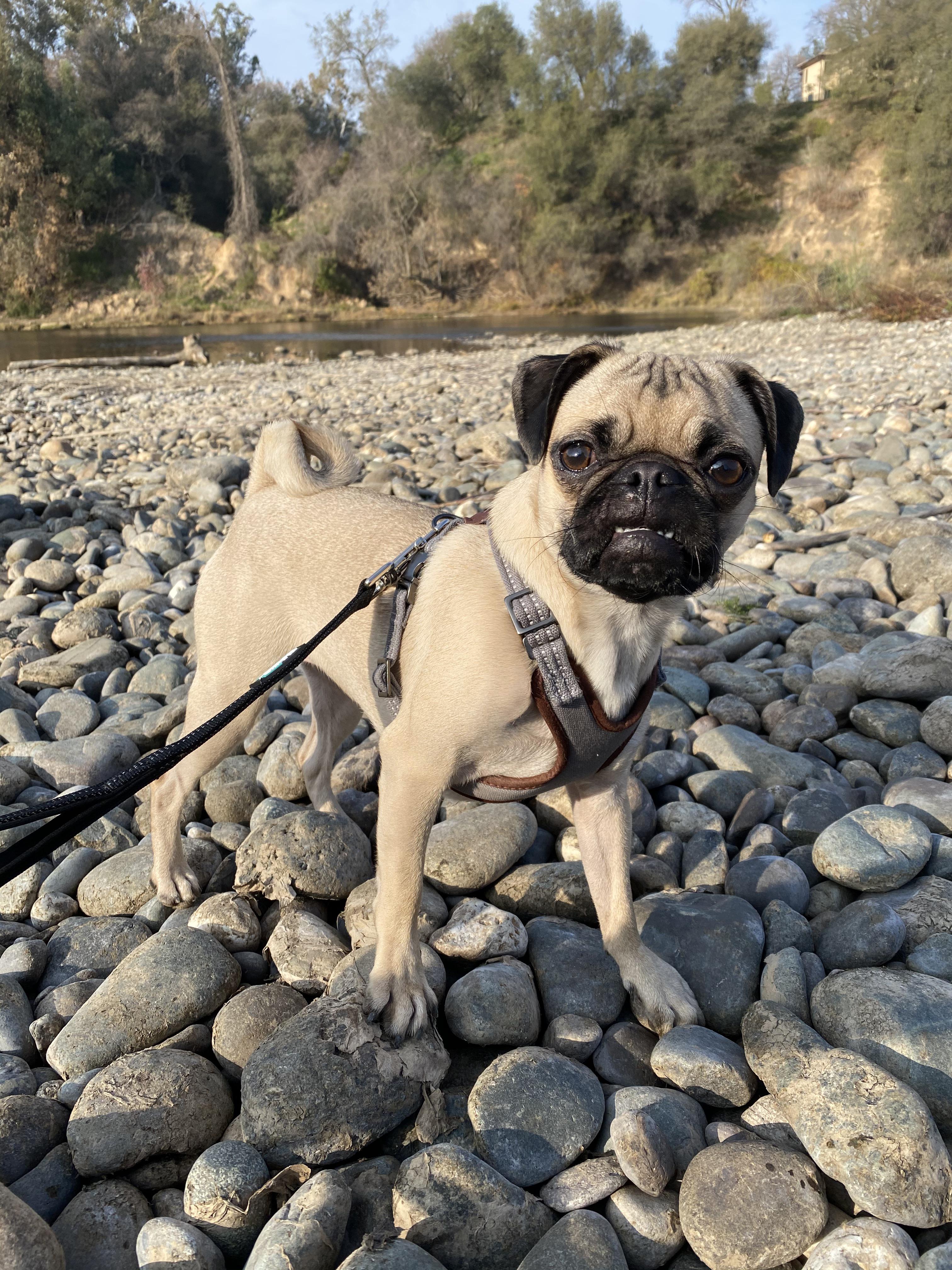 Dog food for my spicy Pepper? Just getting her off her