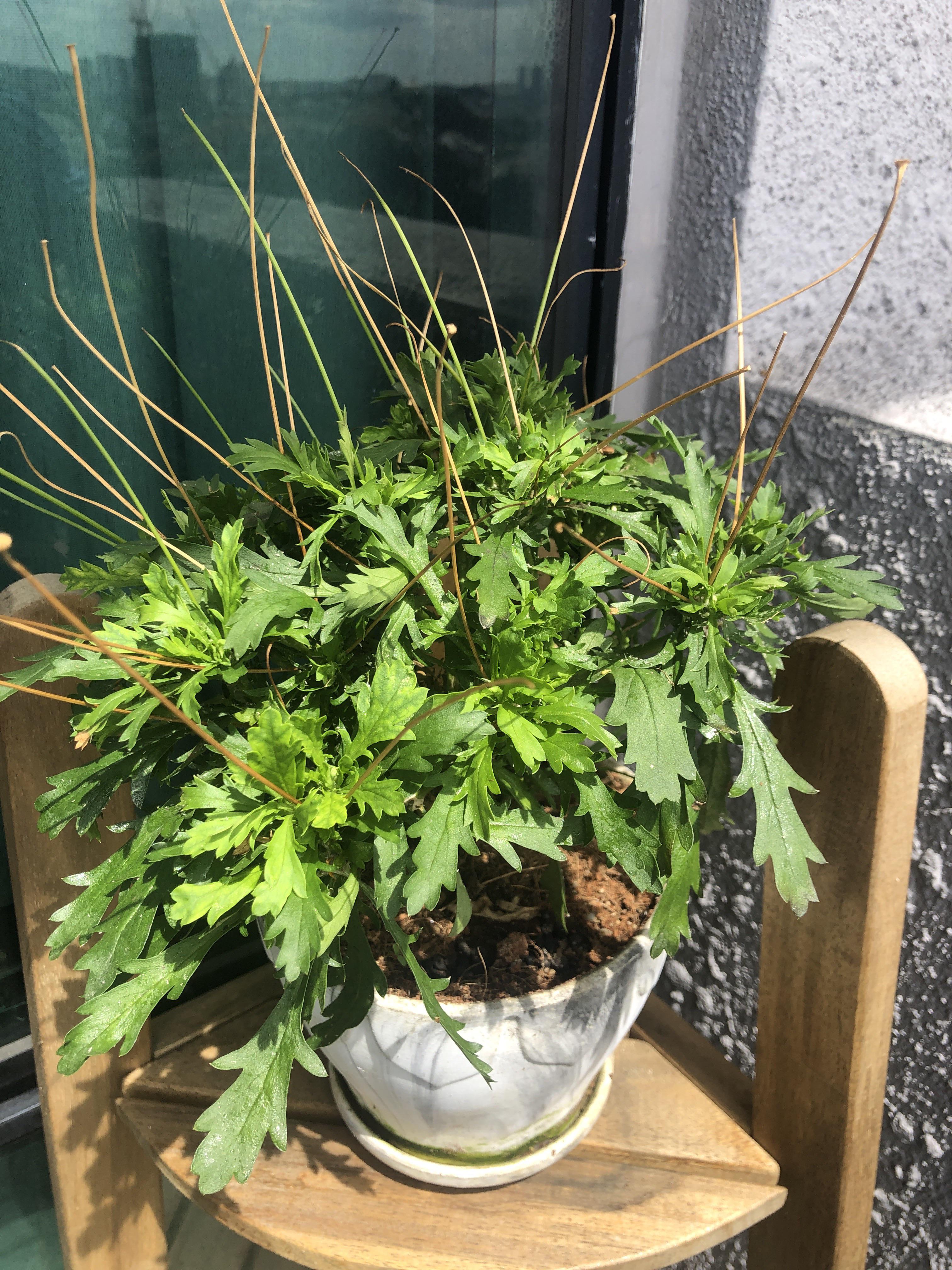 How do I encourage my Daisy plant to produce flowers? r/houseplants