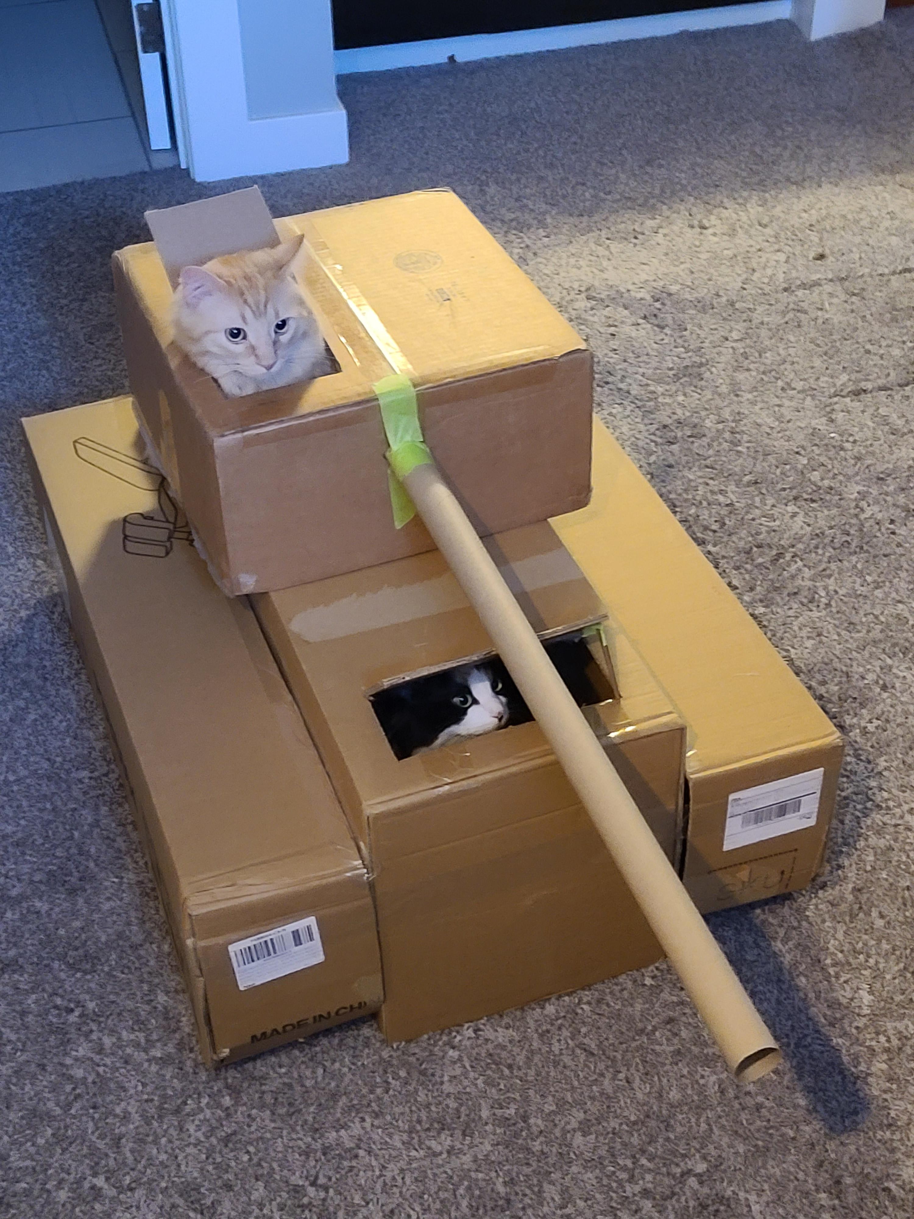 My double cat tank pls rate out of 10 (OC) r/cats