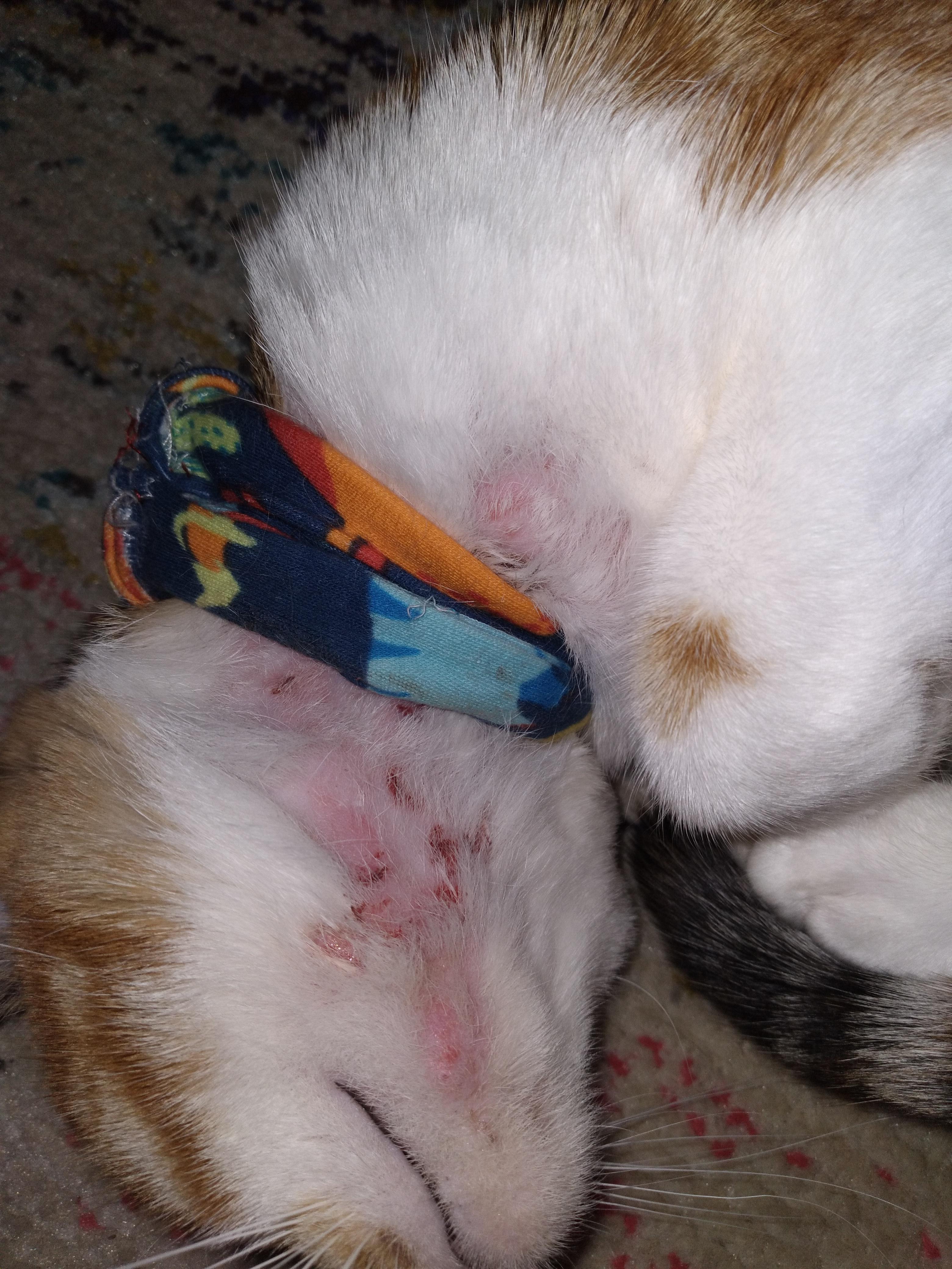 My Roommate's Cat Keeps Scratching Her Neck. Its Red And Swollen With Sores. What Can I Do? : R/Catcare
