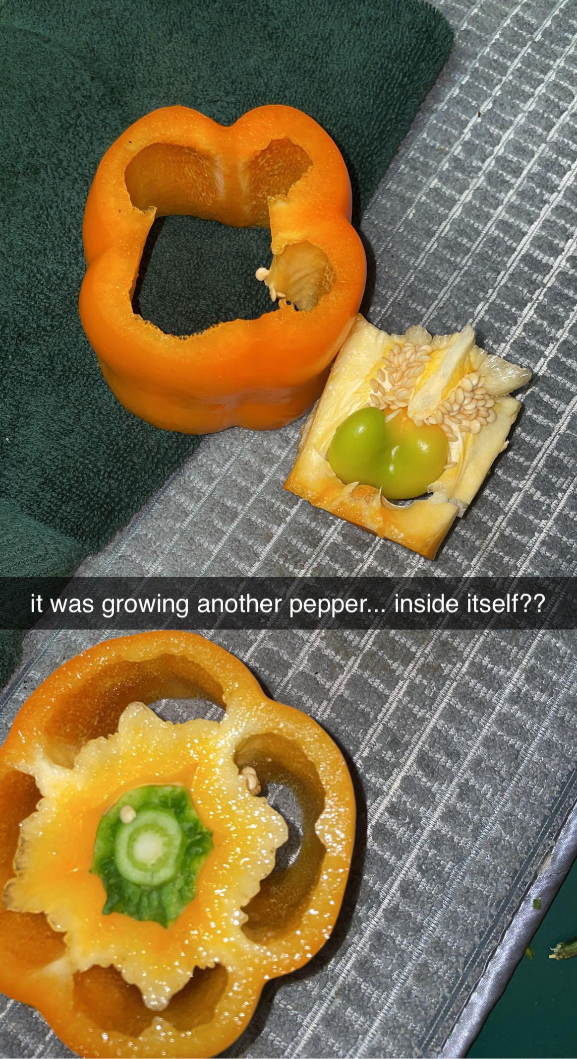 Cut open a pregnant bell pepper... maybe this is normal?? I've never