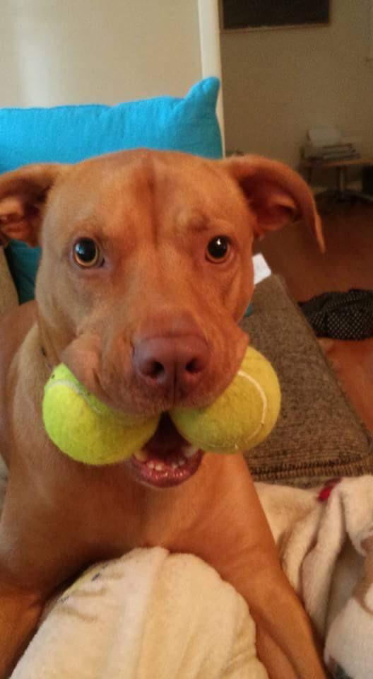 Riptide Such a good mutt boy! r/mutt