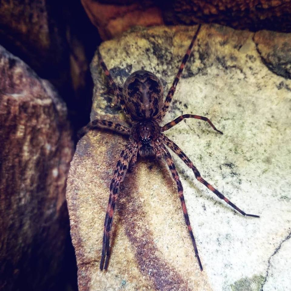 What kind of a spider is this? Found in West Virginia, USA r/spiders