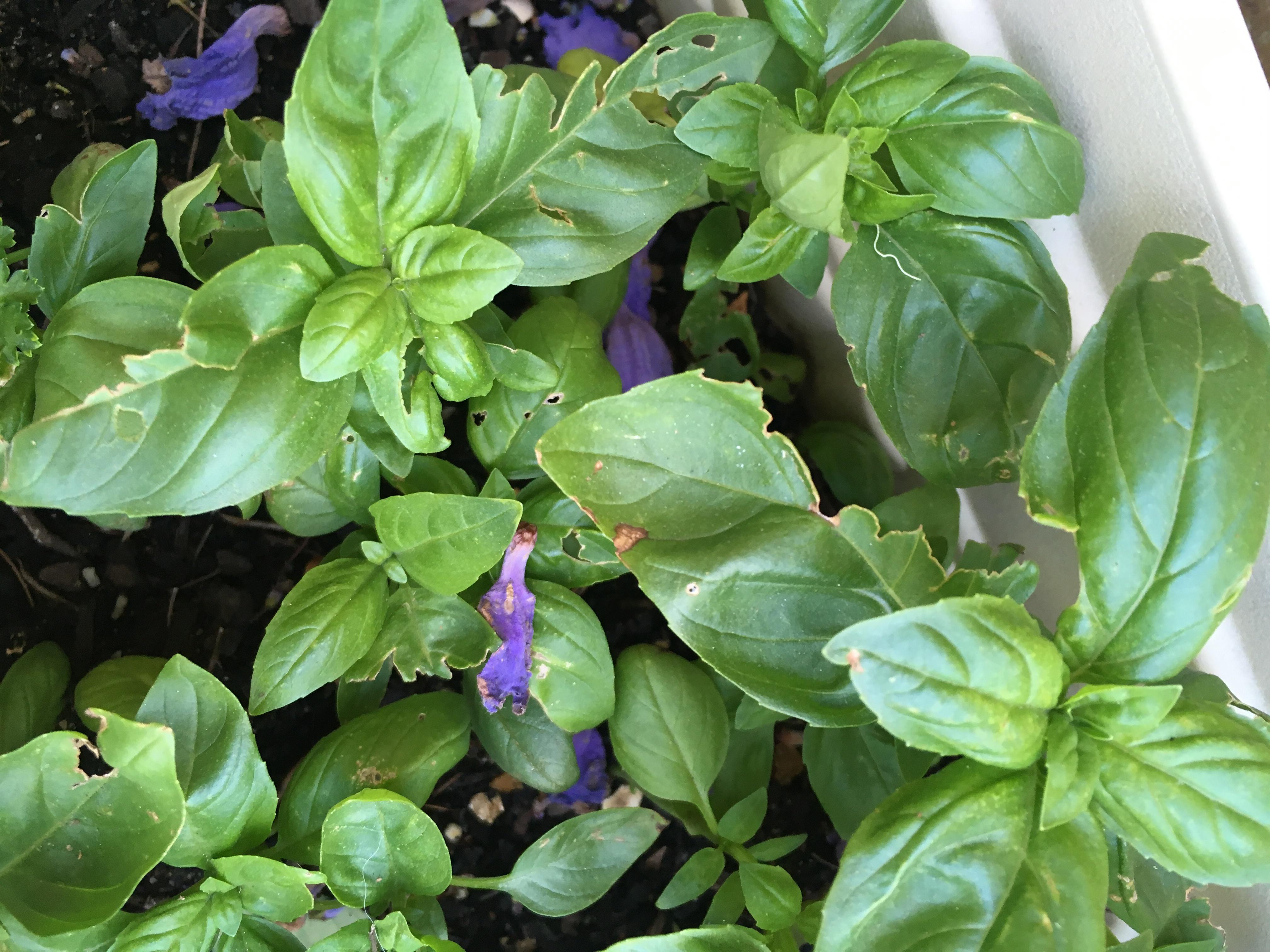 What’s eating my basil and how do I get rid of it? Cheers r/gardening