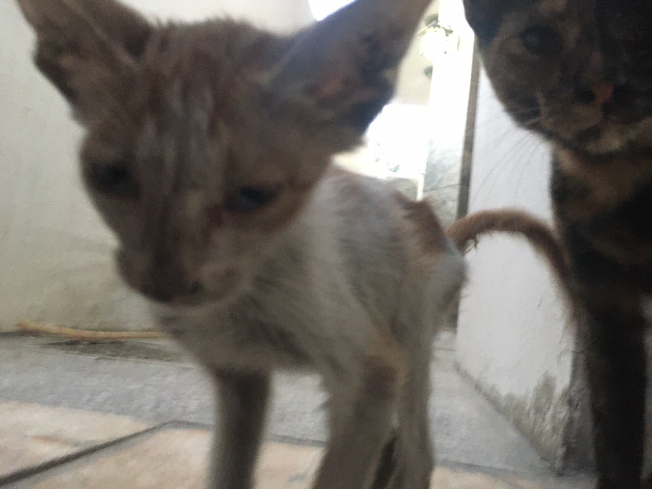 Pls help I found this kitten and it is literary skin and bones I gave