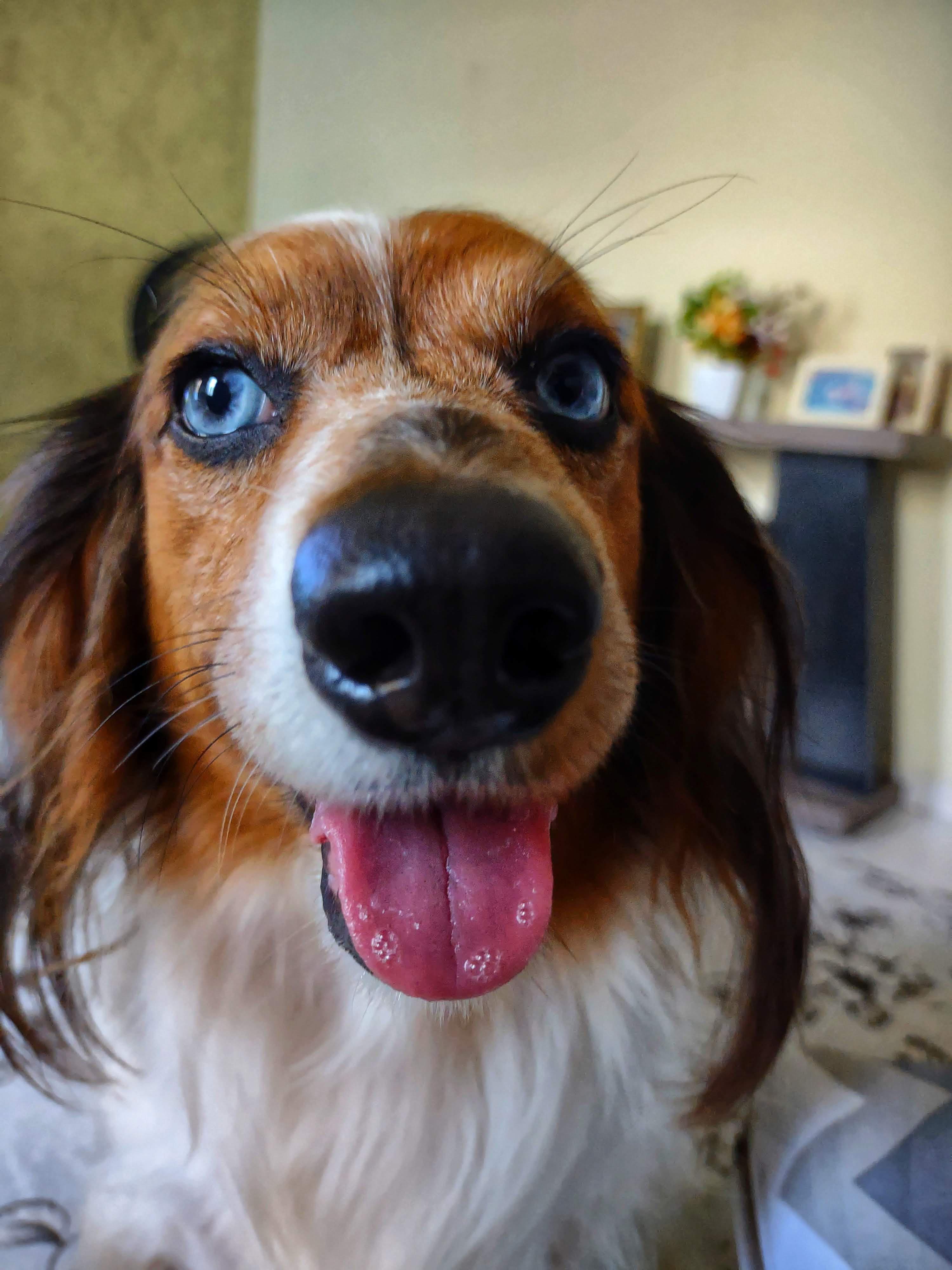 Samantha Harlequin Dachshund 5 years r/Dachshund